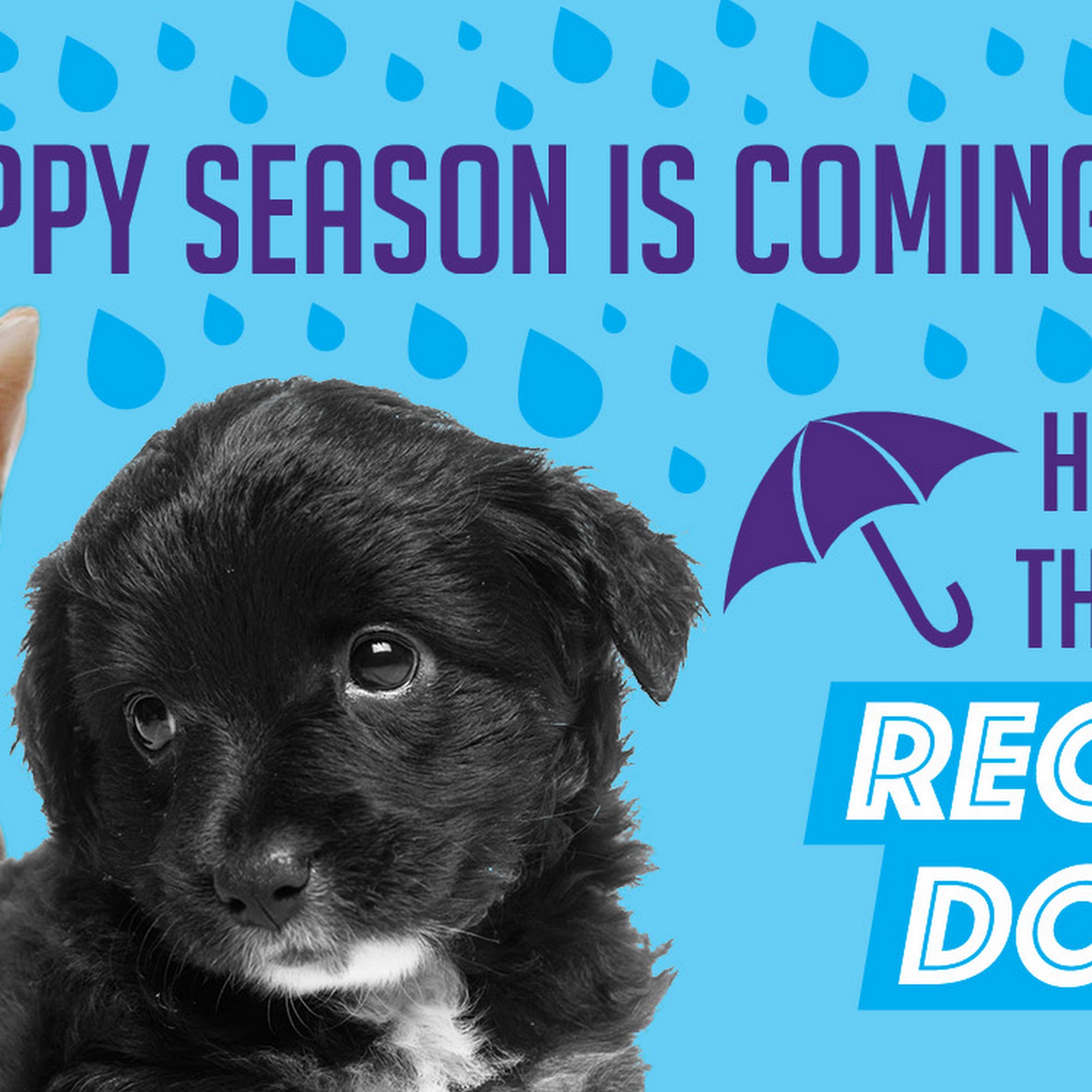 Animal Friends Alliance Fort Collins