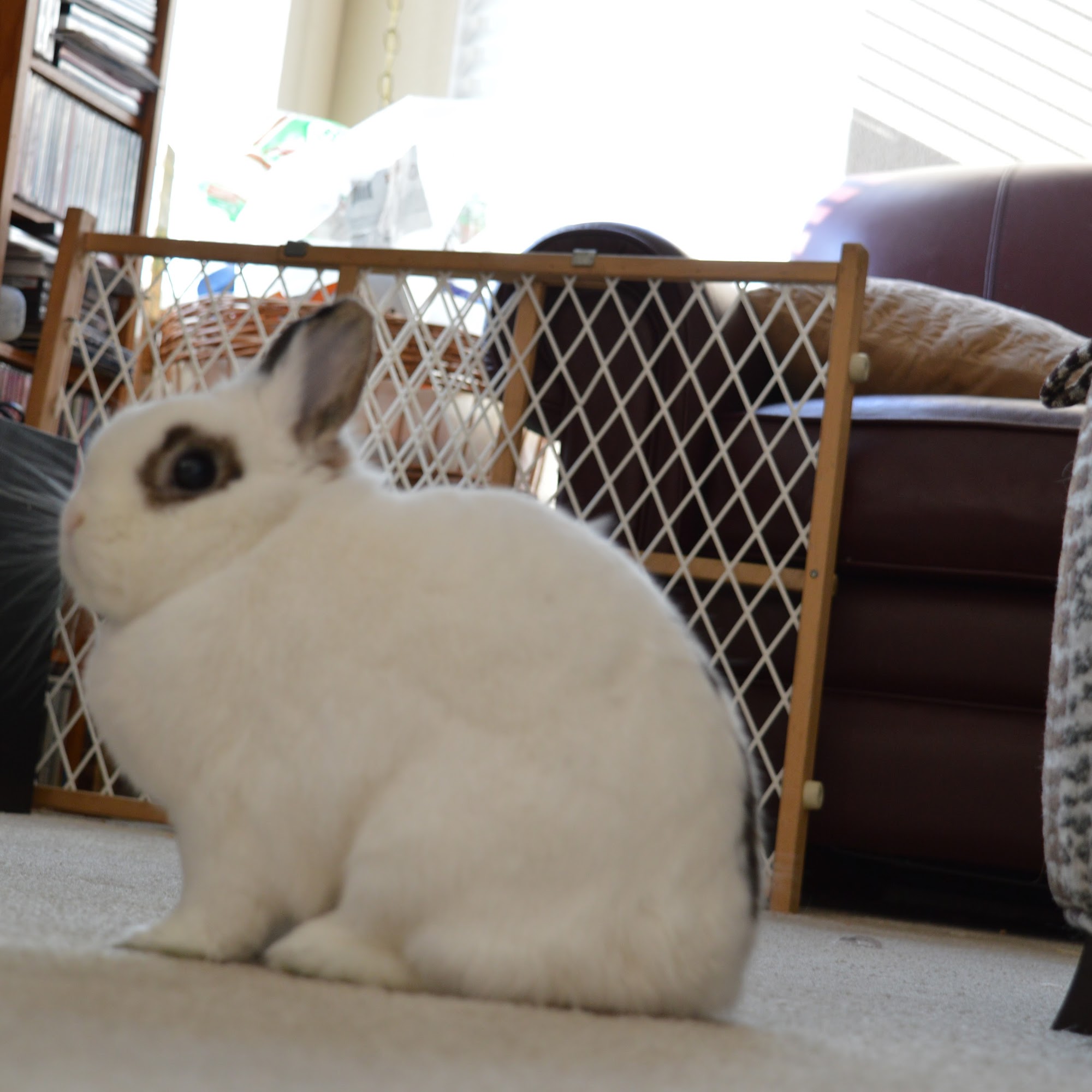 Rowe Tim DVM Fort Collins