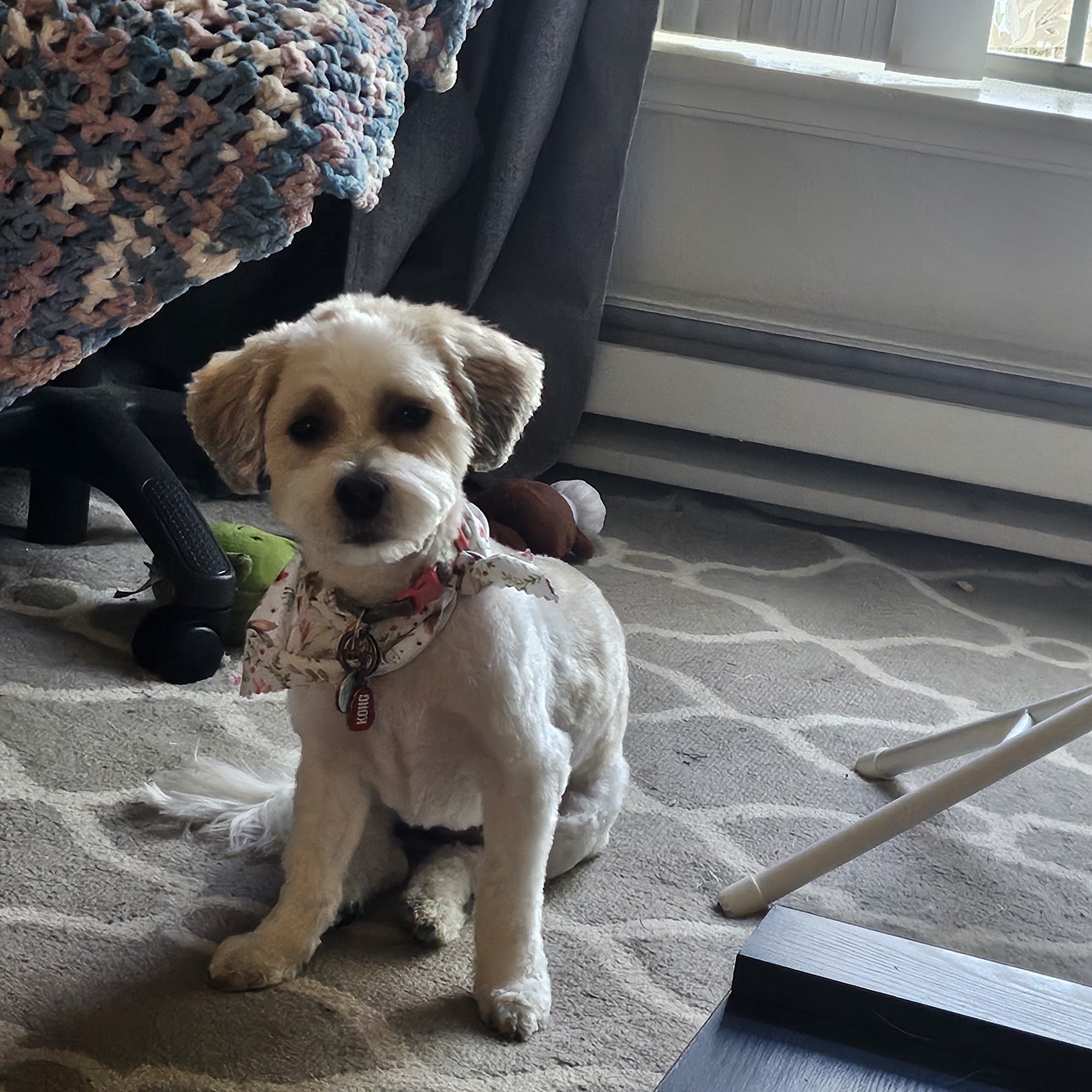 The Dog Pawlour Fort Collins