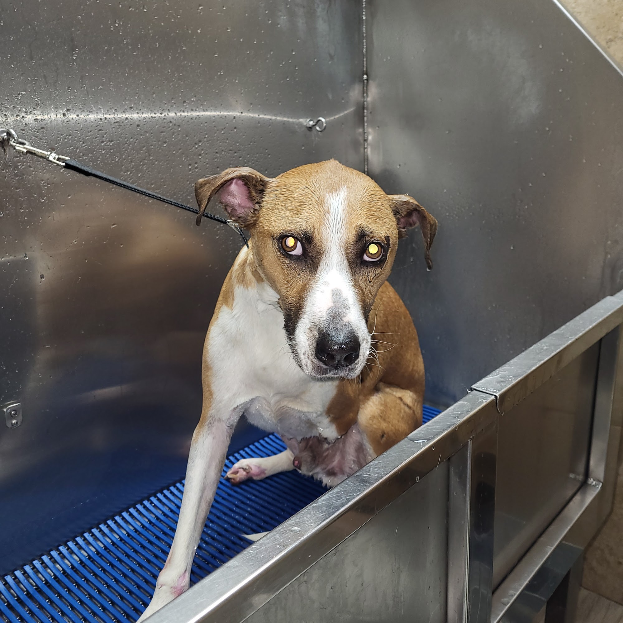 The Dog Pawlour Fort Collins