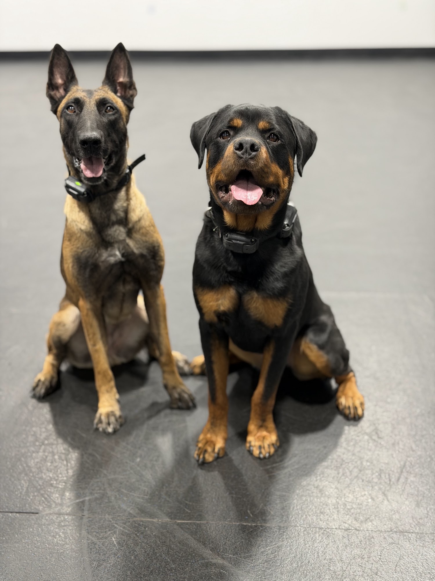 The Dog Wizard Fort Collins Fort Collins