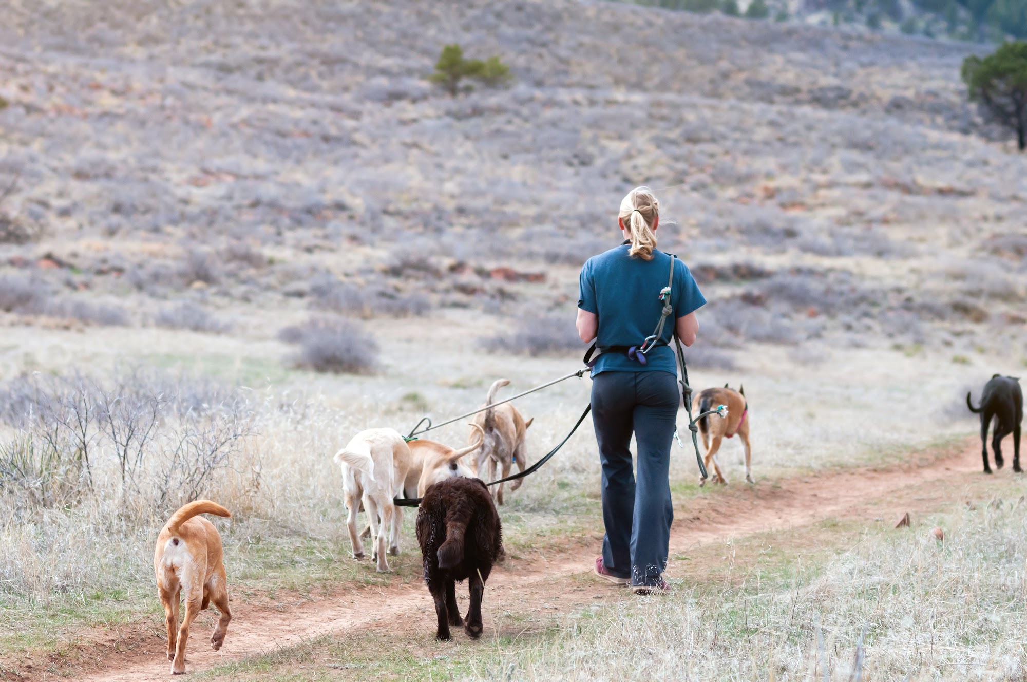 Paw Play Date Fort Collins