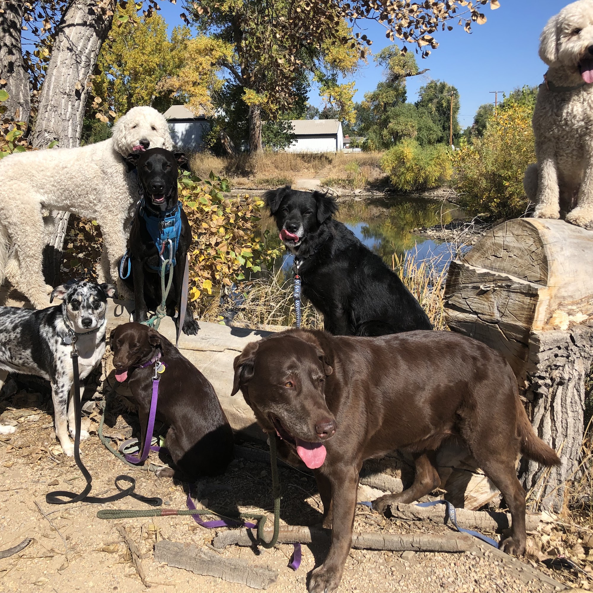 Paw Play Date Fort Collins