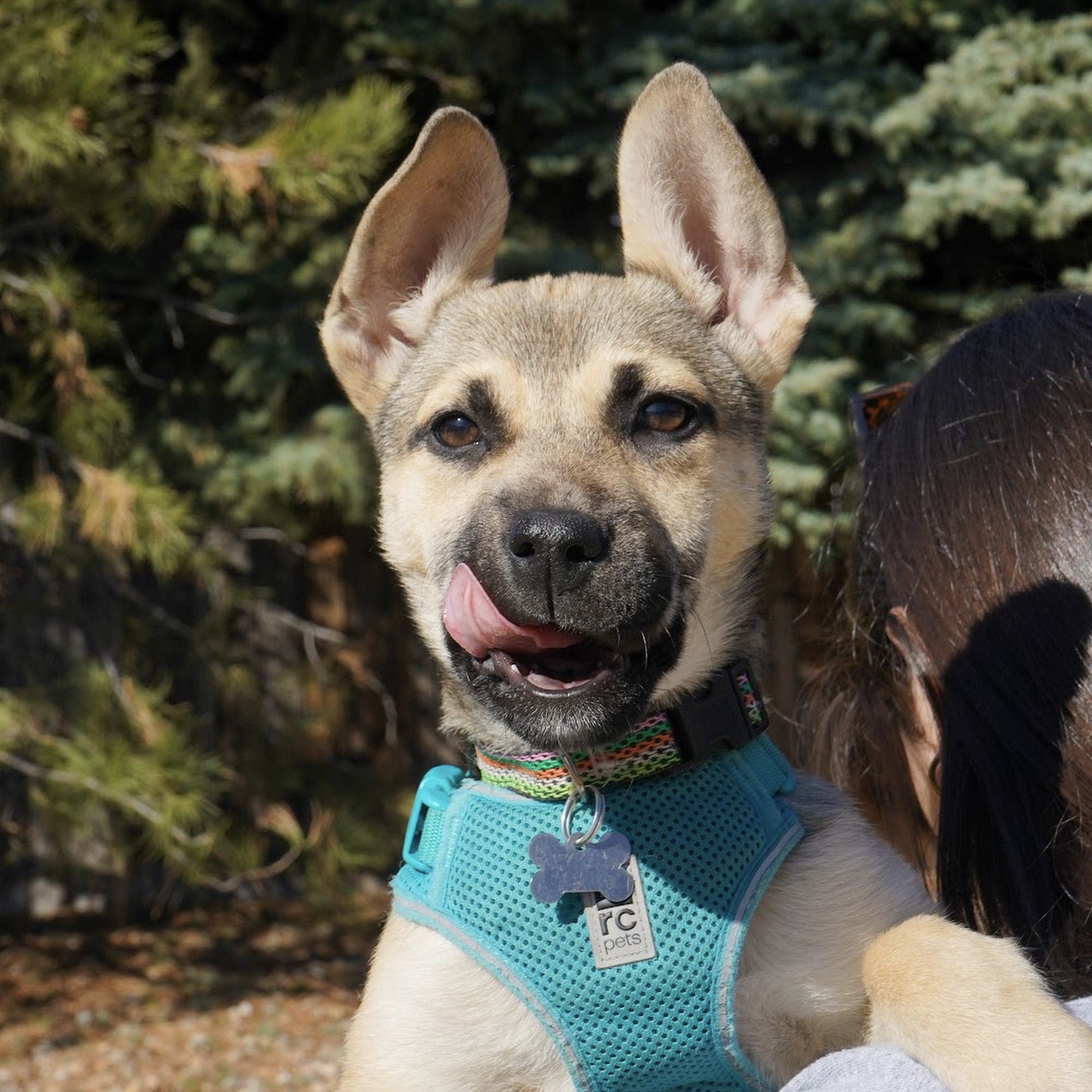 All Aboard Animal Rescue Fort Collins