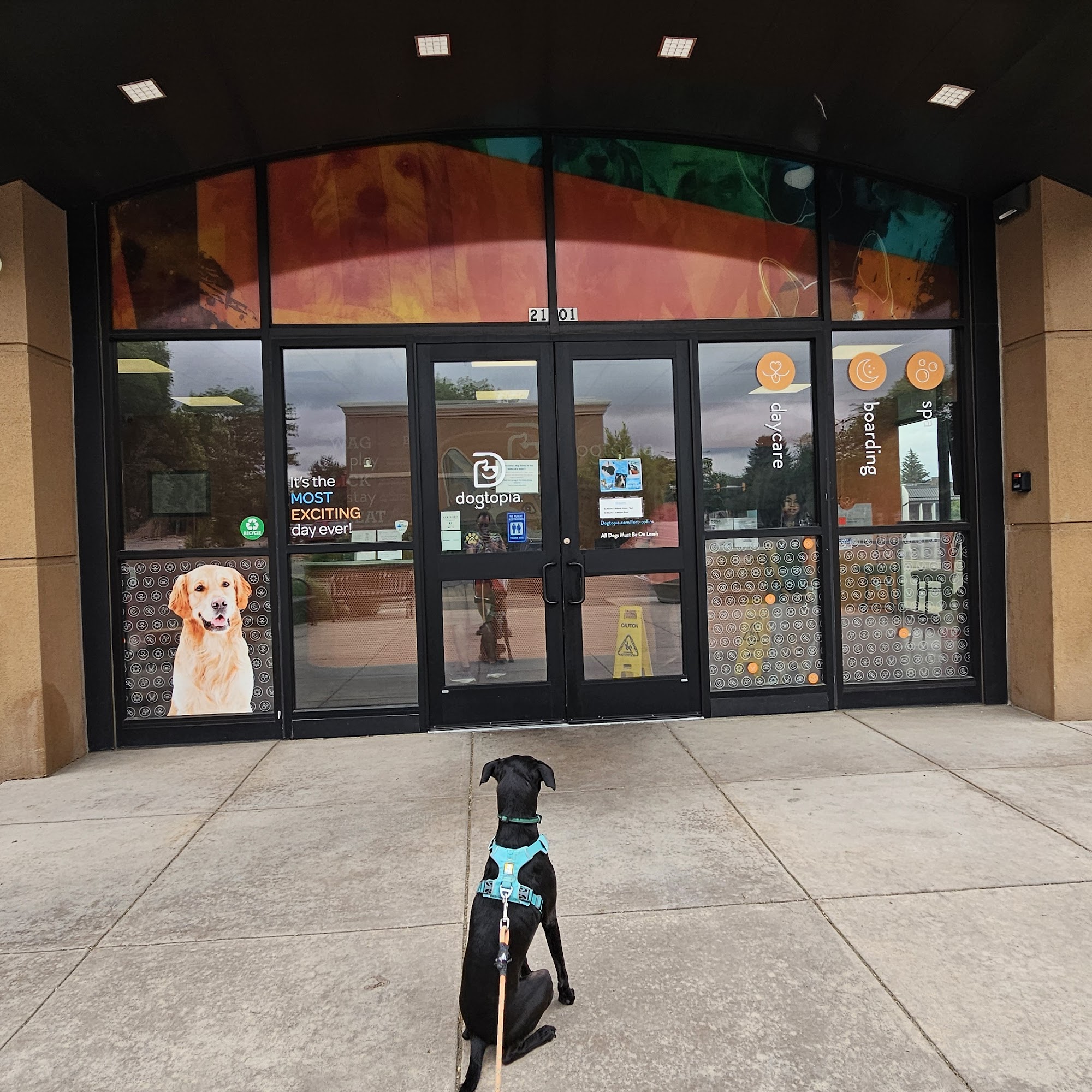 Dogtopia of Fort Collins Fort Collins