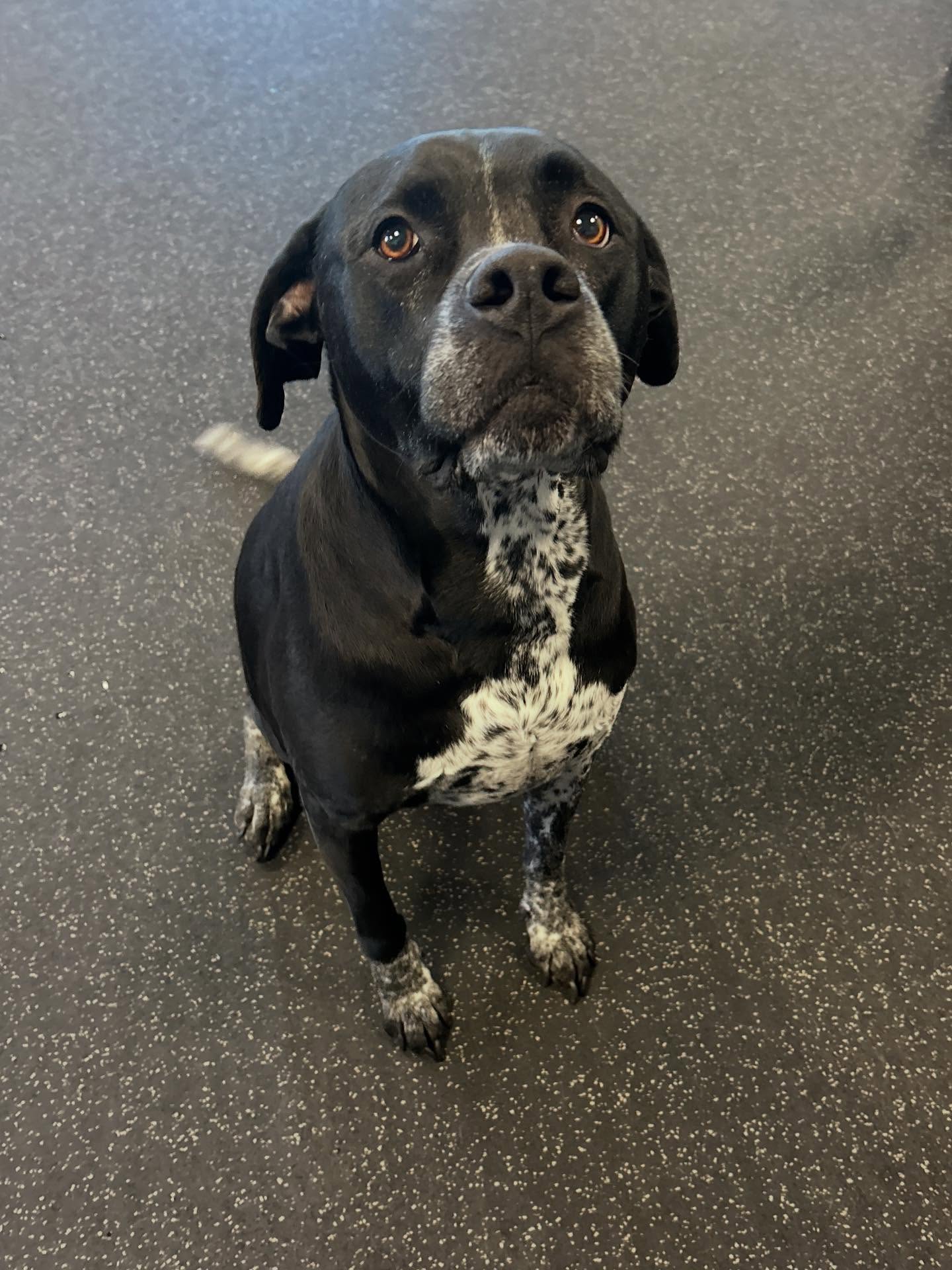 Dogtopia of Fort Collins Fort Collins