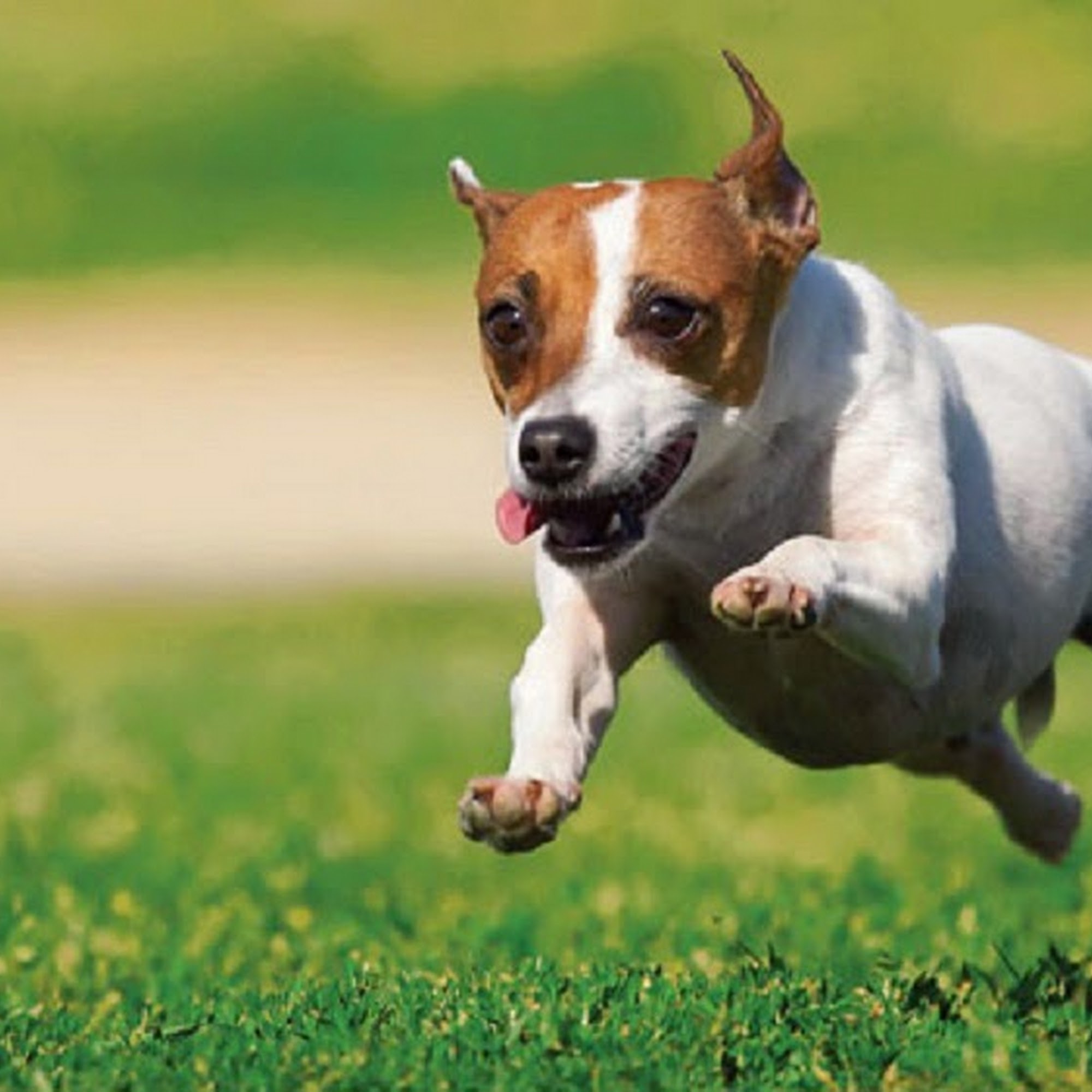 All Pro Dogs Fort Collins