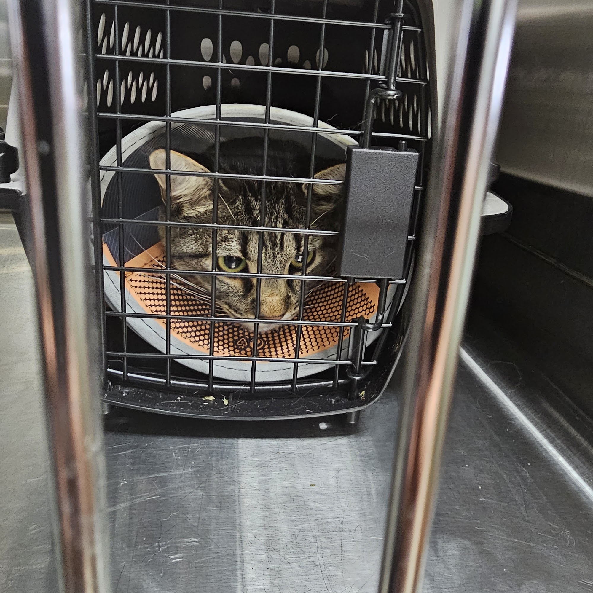 Steiner SILS Affordable Vet Care Fort Morgan