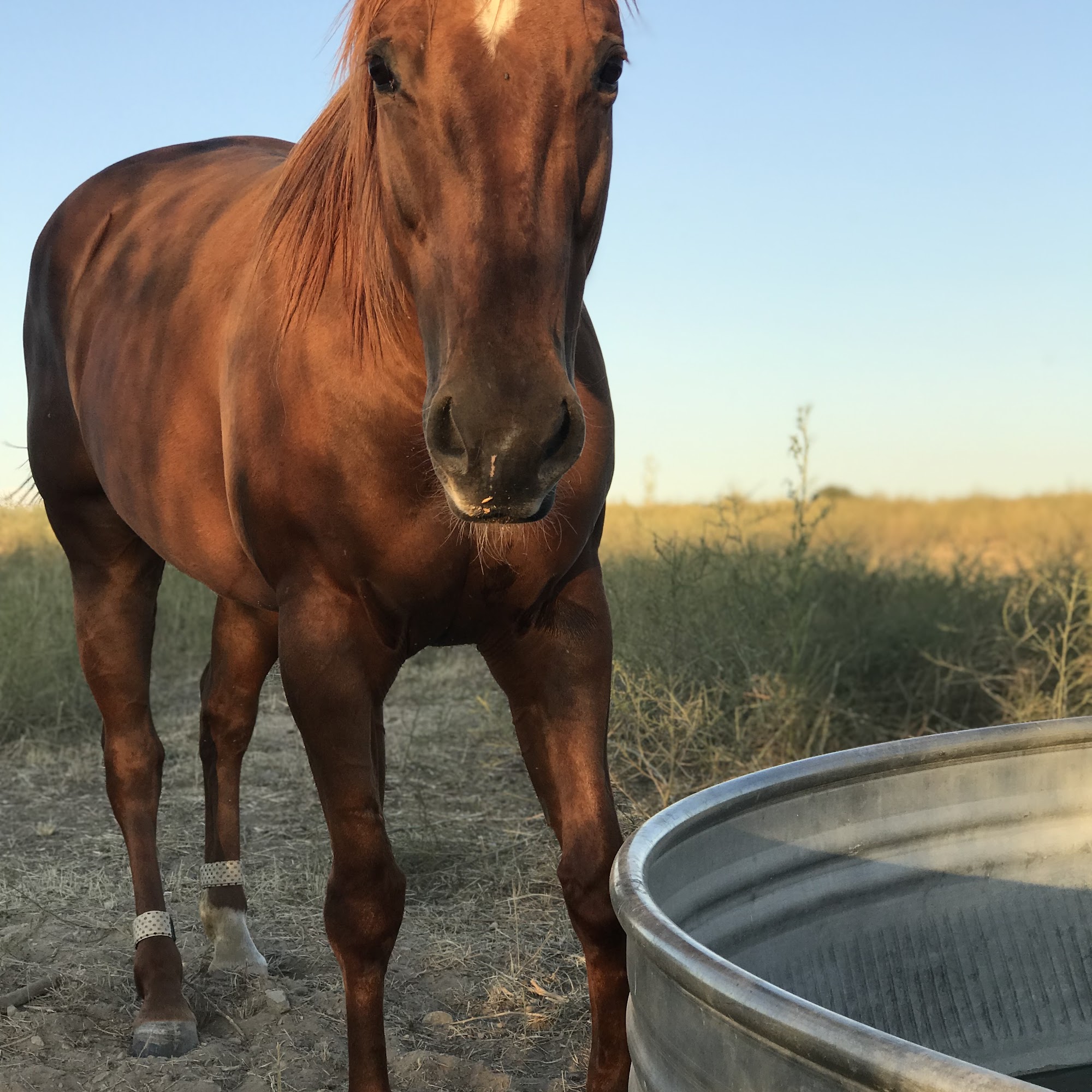 Rocky Mountain Veterinary Fountain