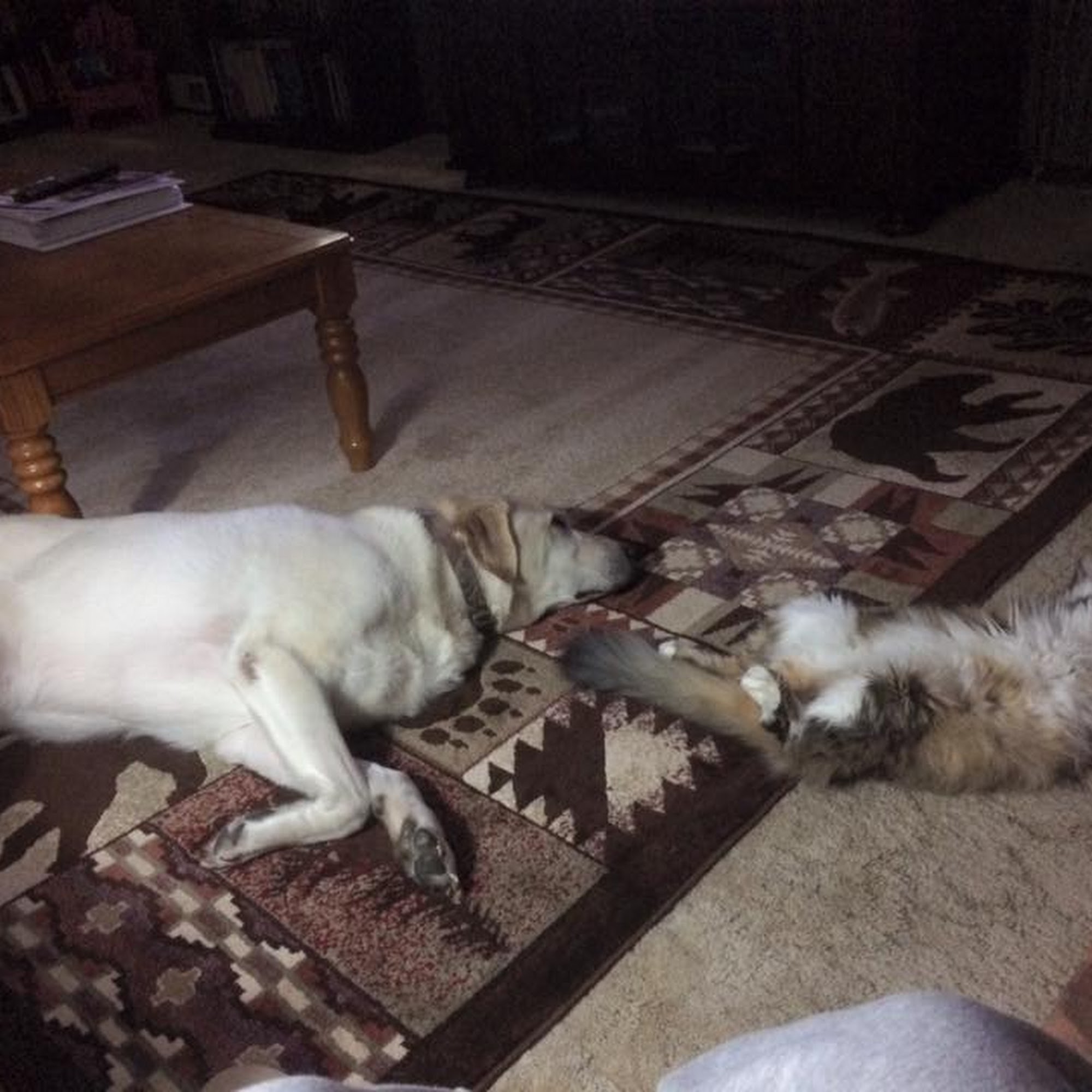 Fountain Creek Veterinary Clinic LLC Fountain