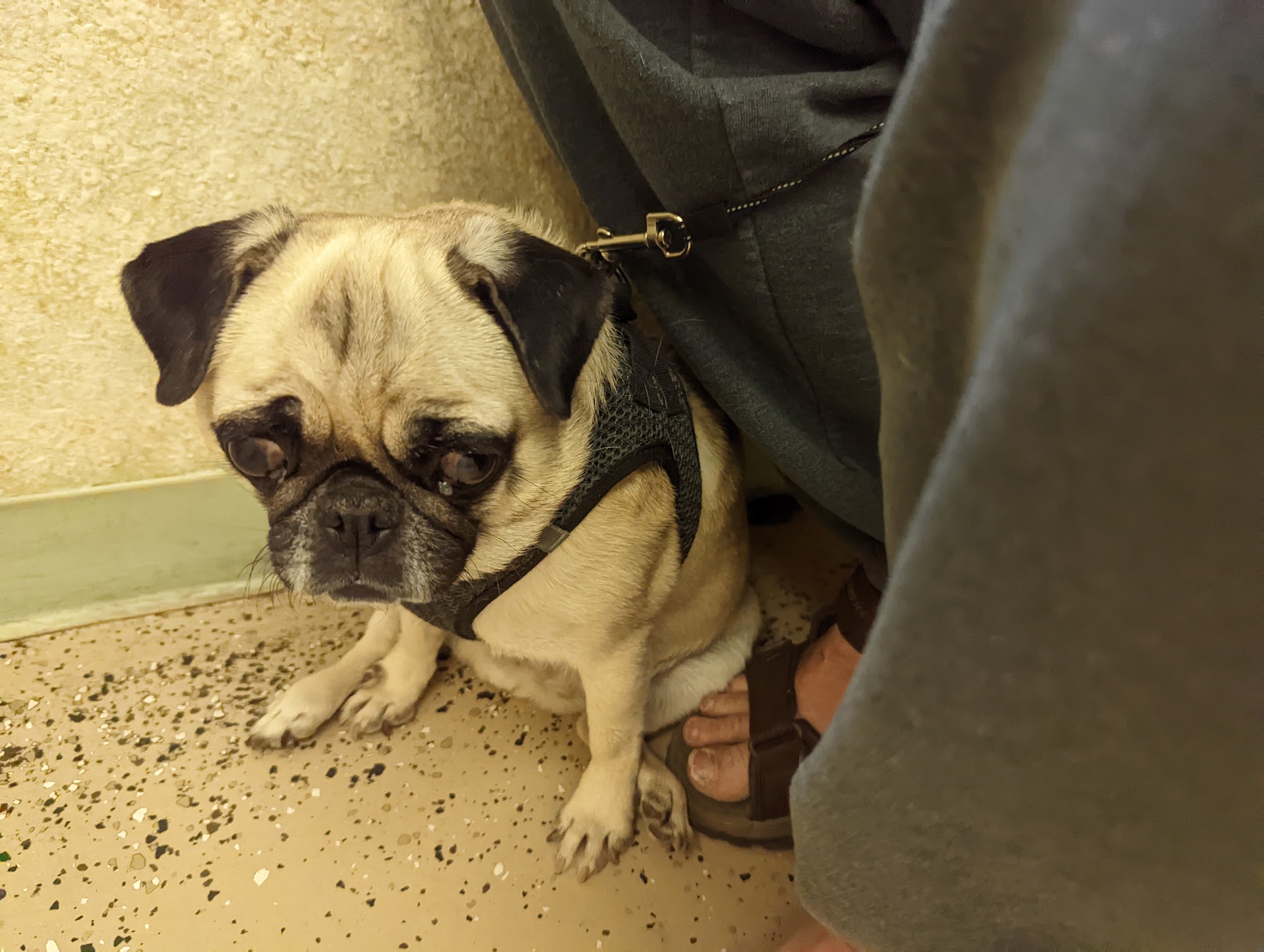 Fountain Creek Veterinary Clinic LLC Fountain