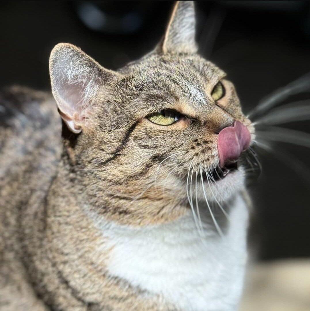 Tumbleweed Country Kennels, LLC Fountain