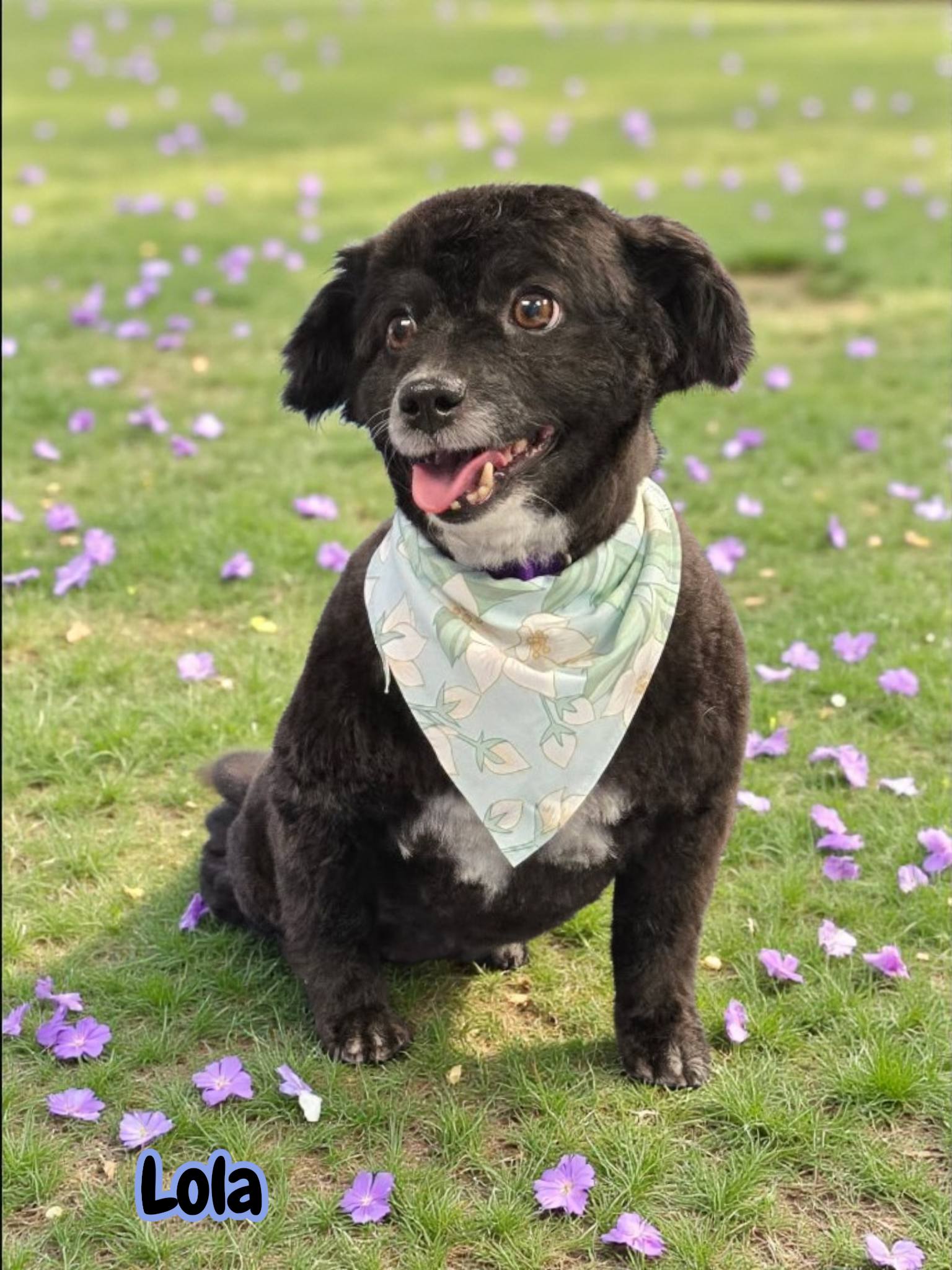 Faux Paws Pet Grooming Fountain