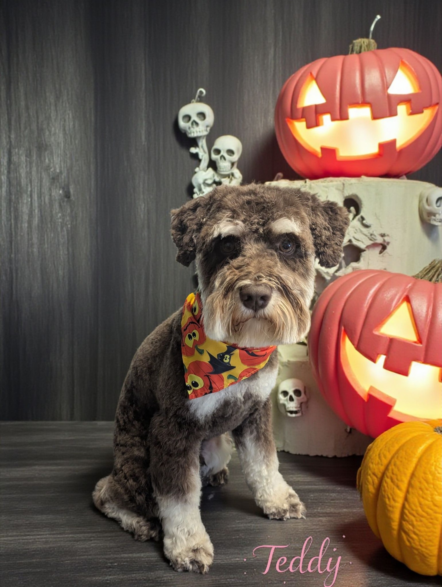 Faux Paws Pet Grooming Fountain