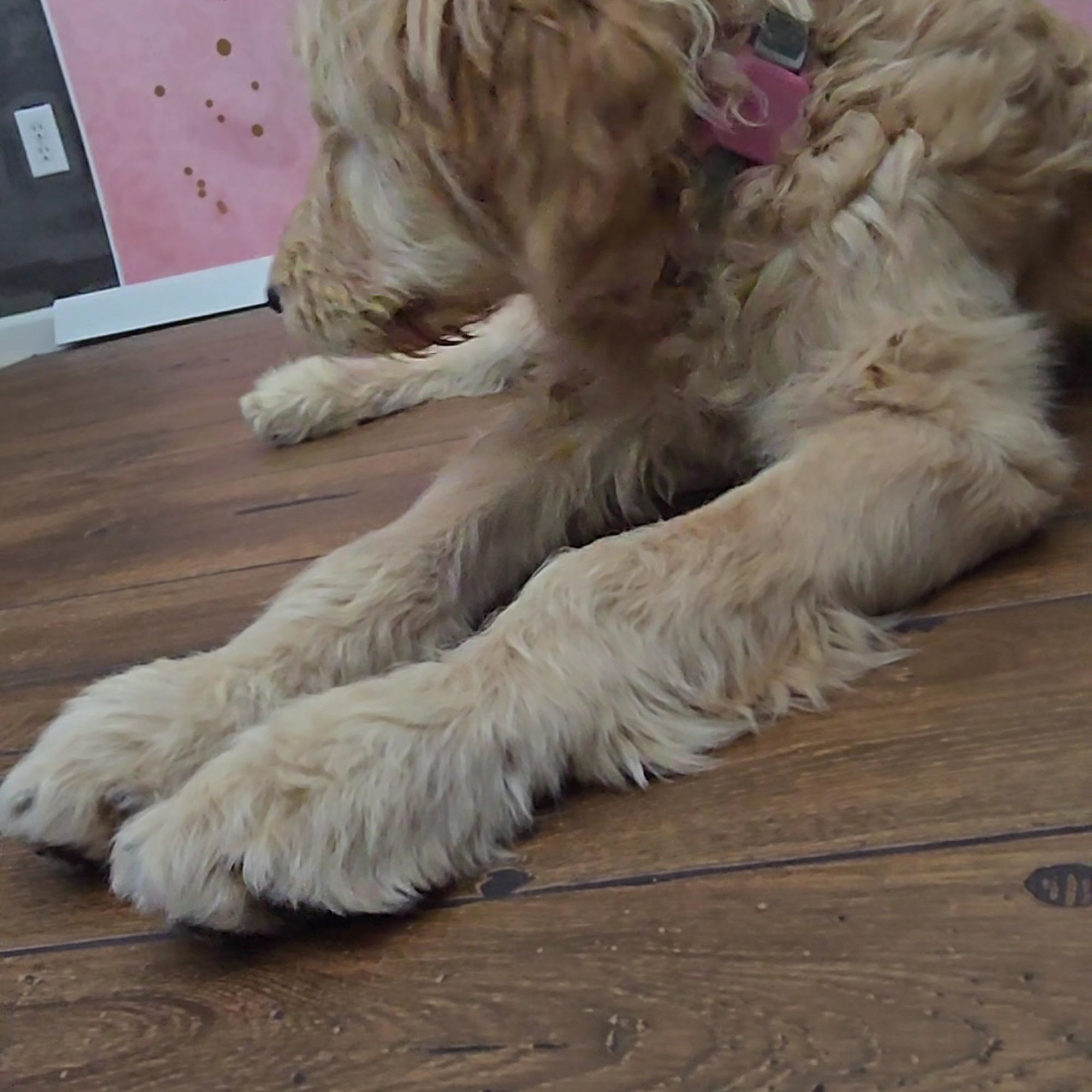 Franktown Animal Clinic Franktown