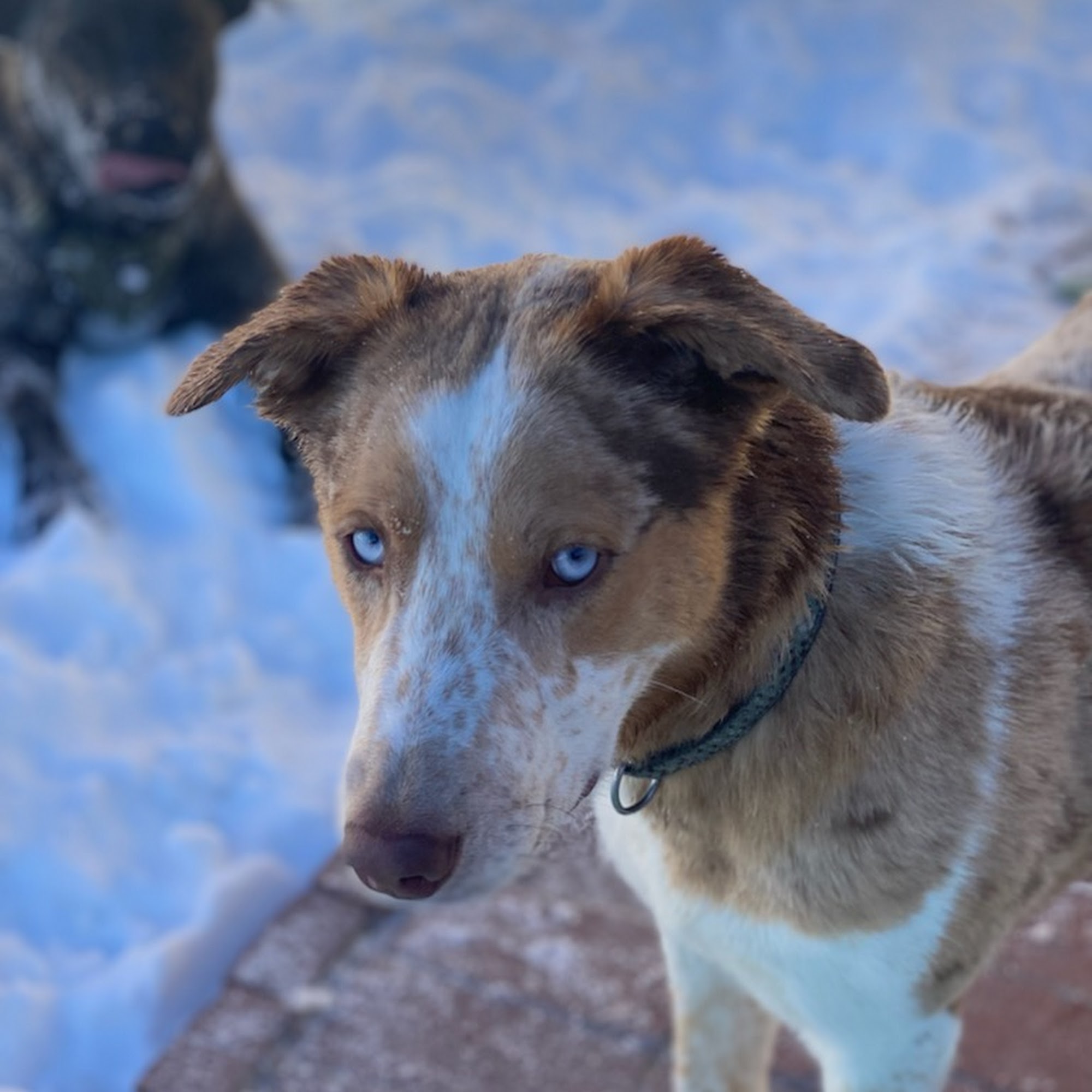 Wags N Walks Colorado Pet Ranch - Boarding, Grooming, Doggy Daycare 7517 CO-86, Franktown Colorado 80116