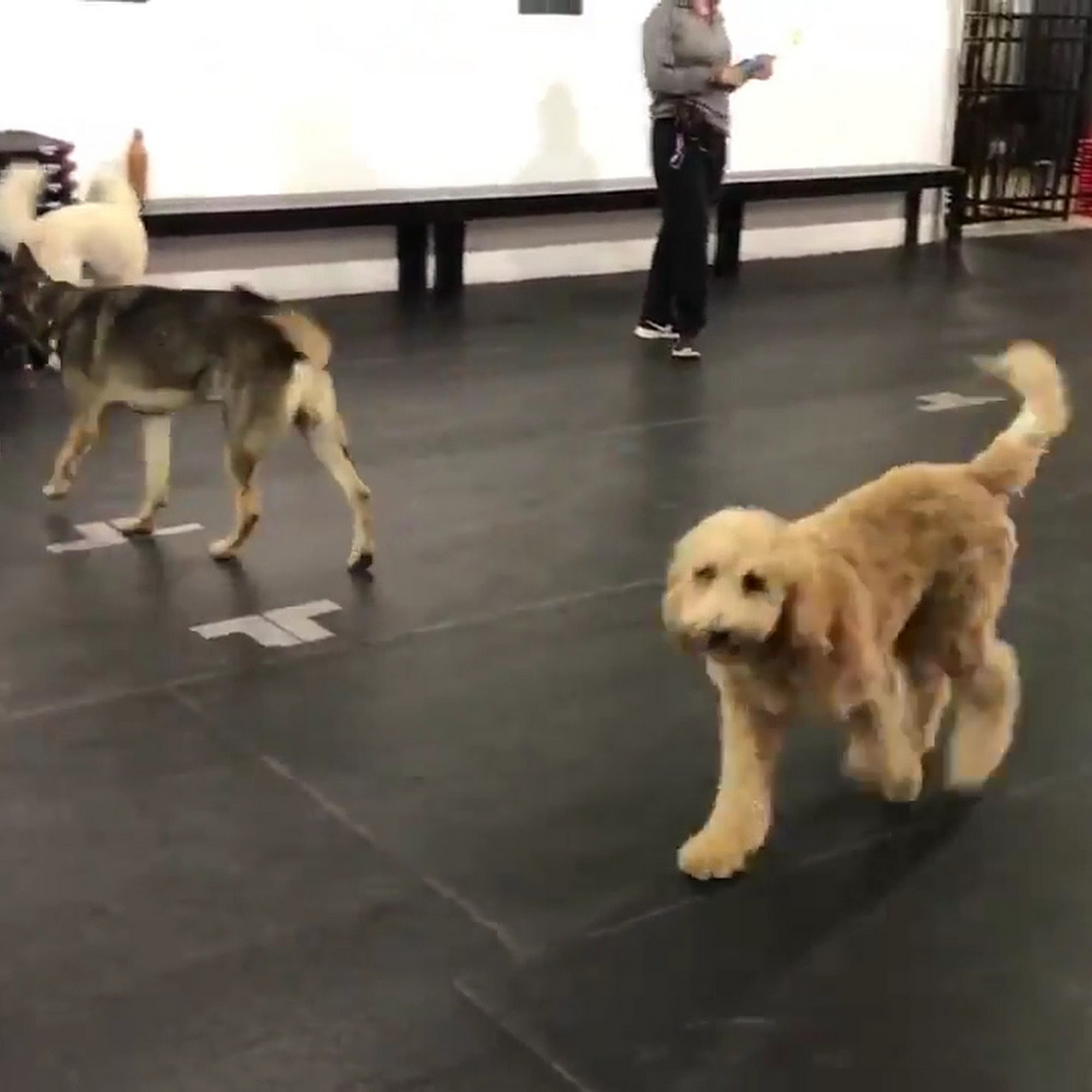 Sit Means Sit Dog Training Frederick