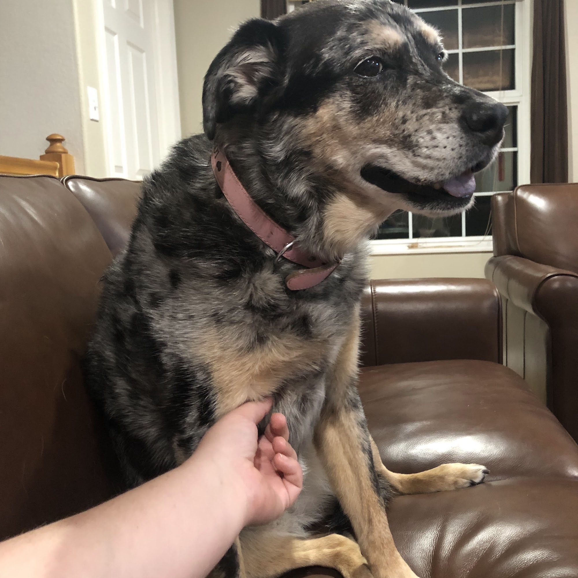 Frisco Animal Hospital Frisco