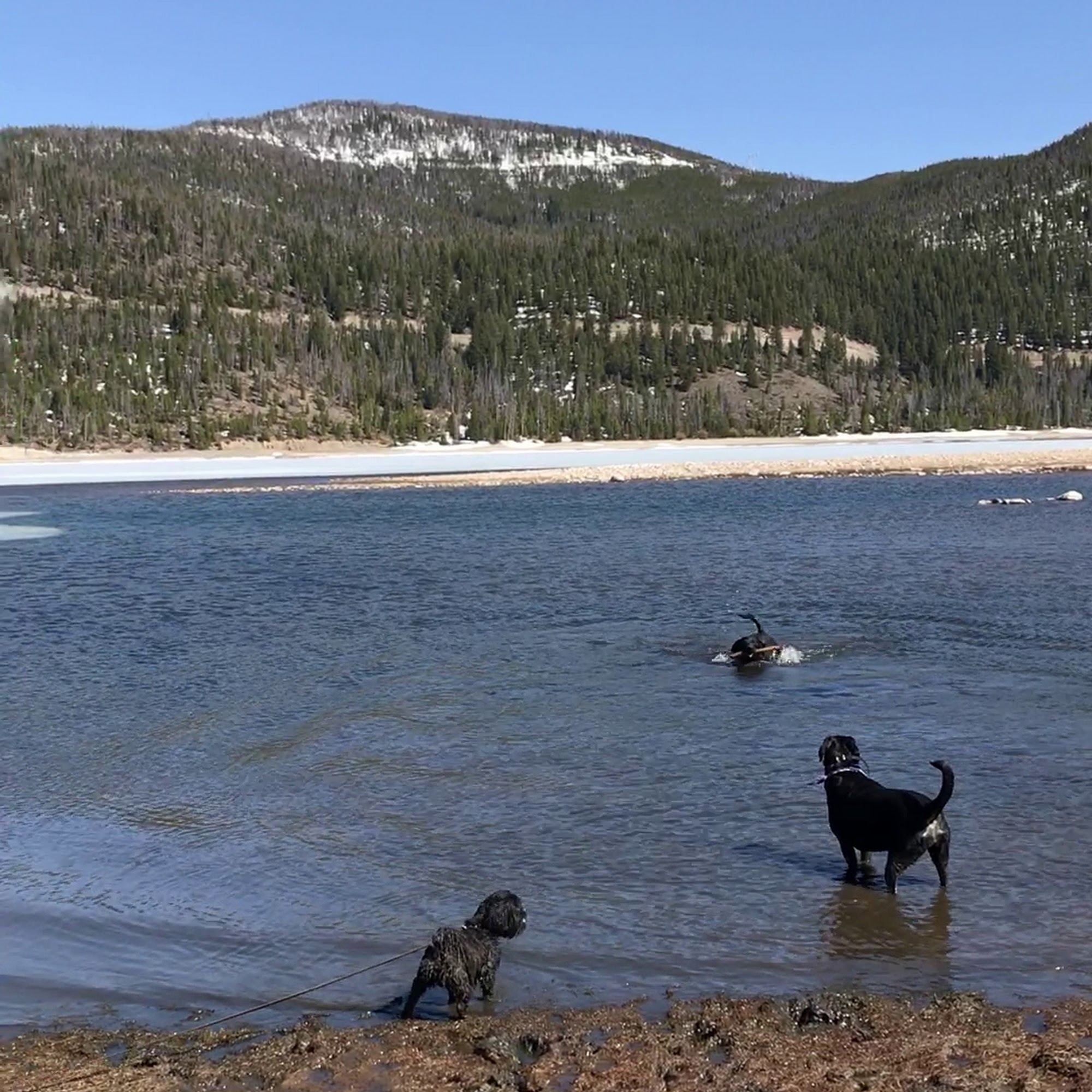 Peak Performance Veterinary Group: Frisco Frisco