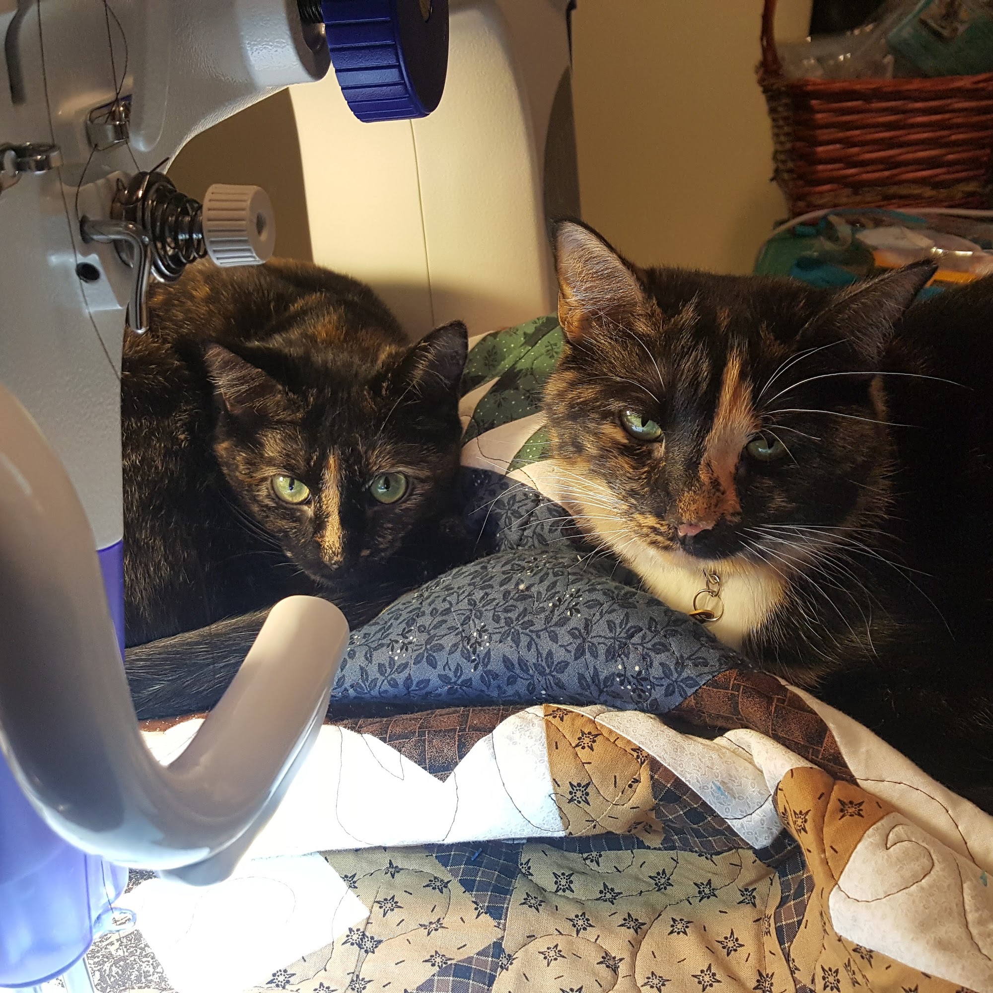 Kokopelli Animal Hospital: Lastine Carmen L DVM Fruita