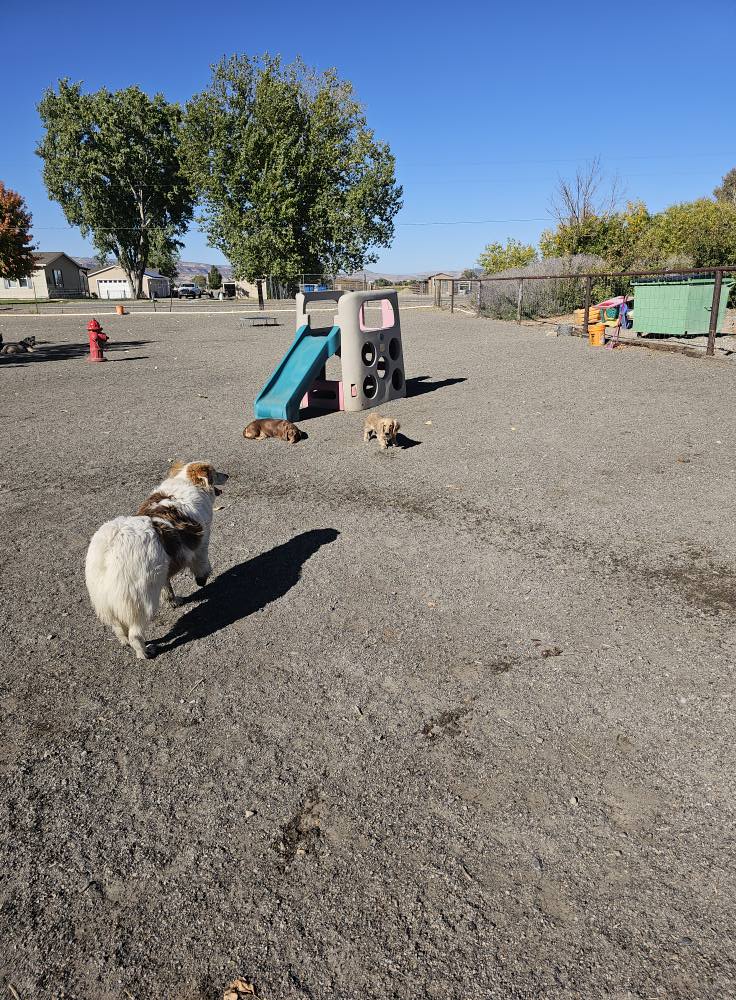 4 paws Grooming and Boarding Fruita