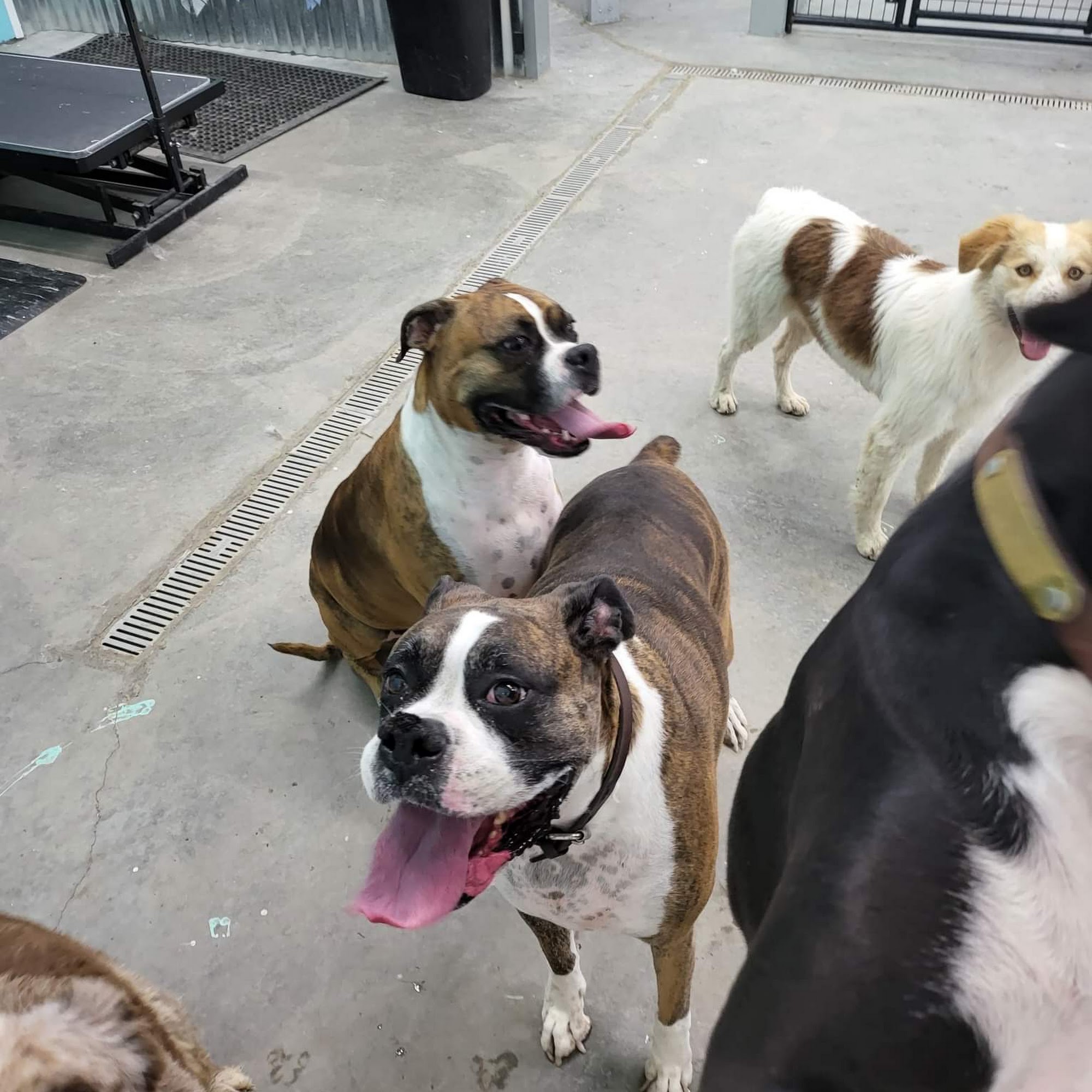 4 paws Grooming and Boarding Fruita