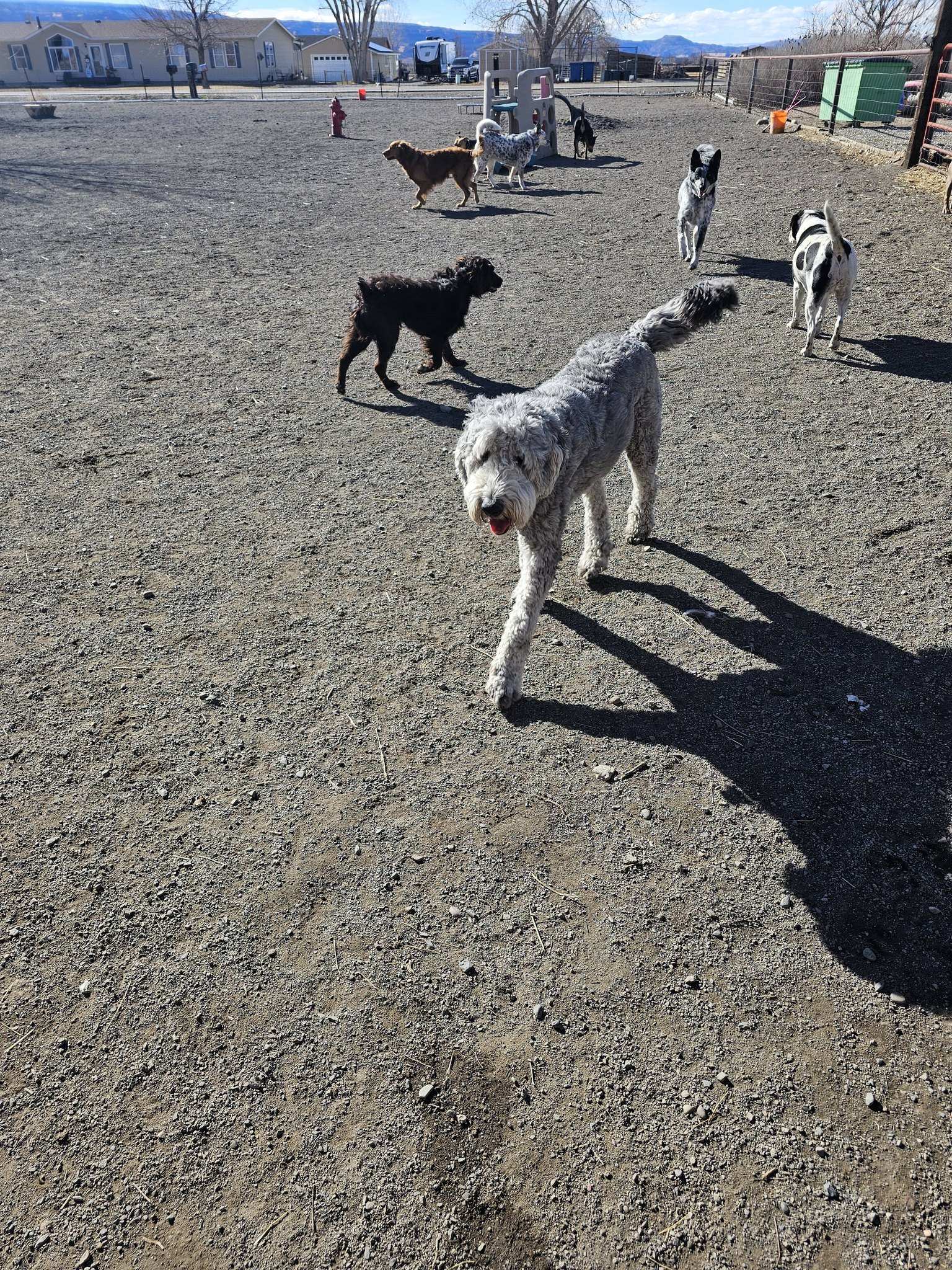 4 paws Grooming and Boarding Fruita