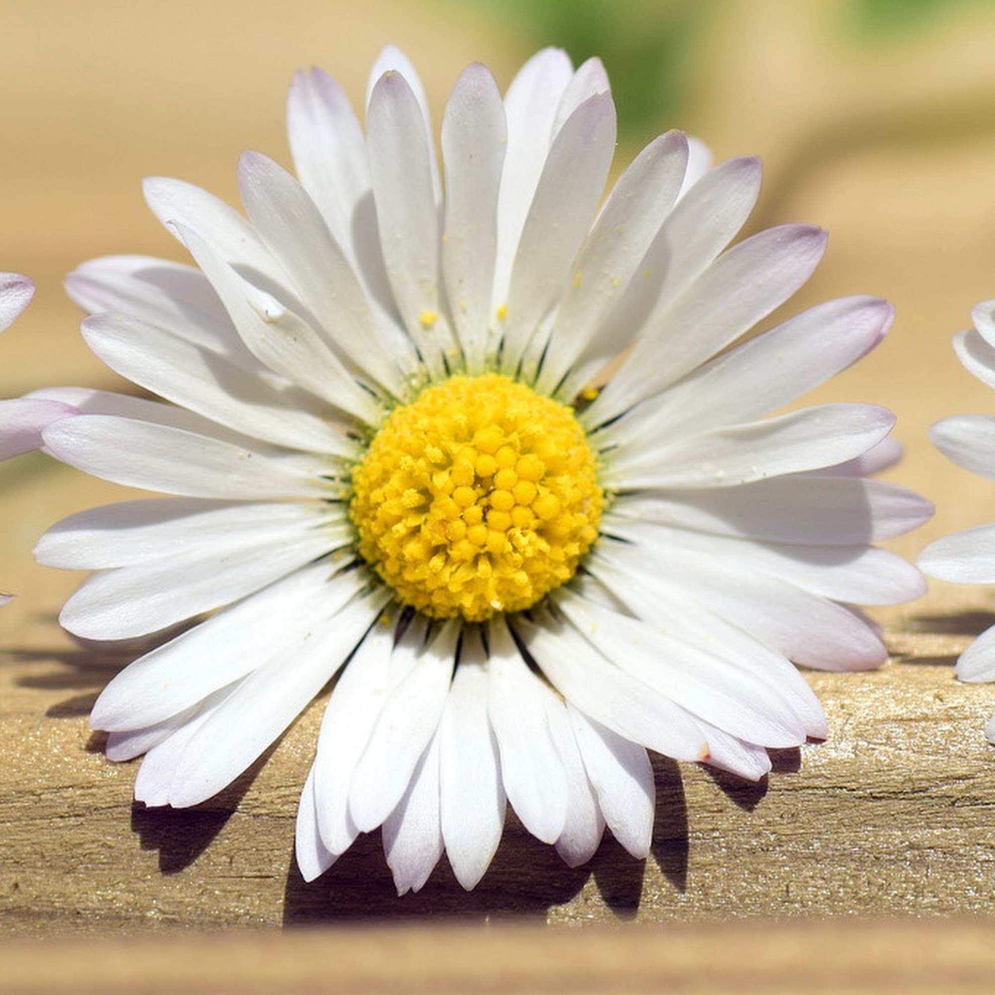 Daisy Salon 4340 E Kentucky Ave #129, Glendale Colorado 80246