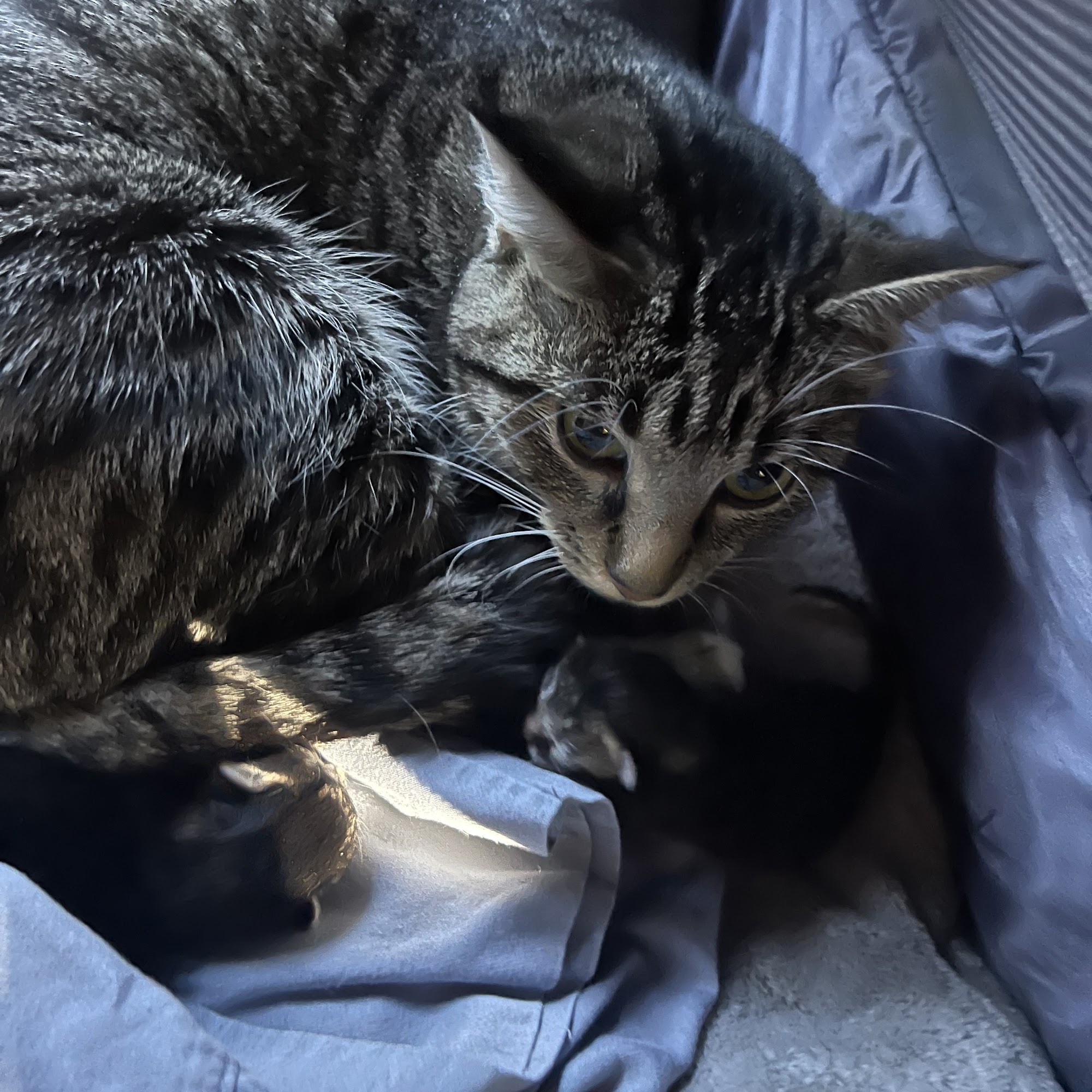 Gentle Friends Veterinary Hospital Glenwood Springs