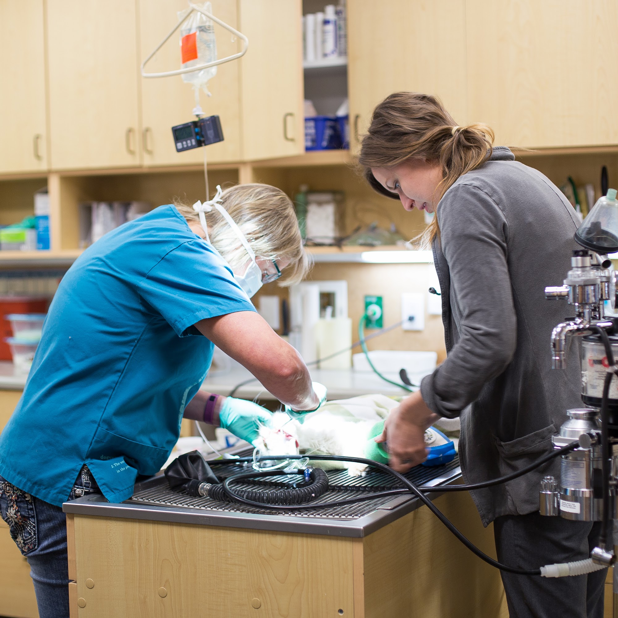 All Dogs & Cats Veterinary Hospital - Glenwood Springs Glenwood Springs