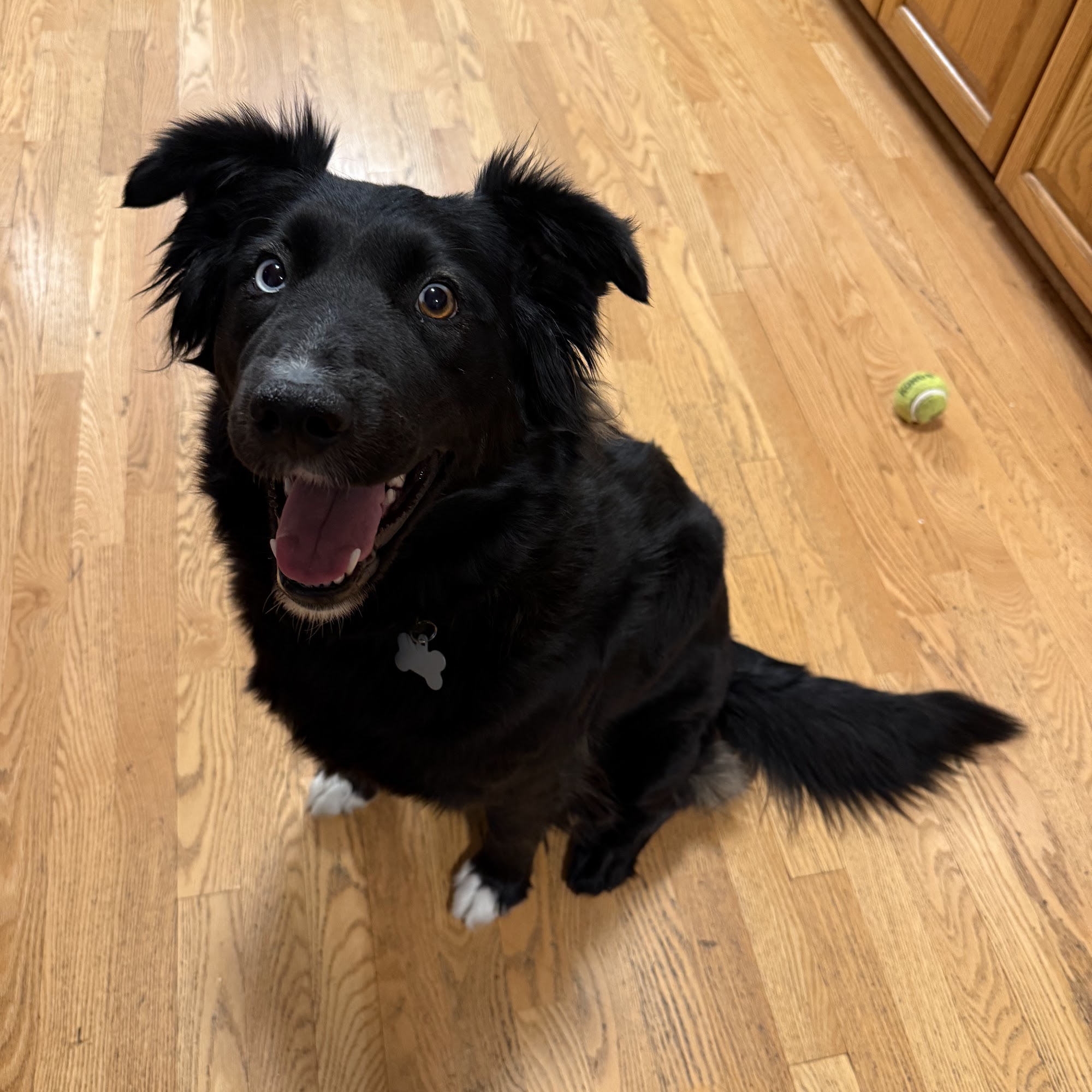 Mesa Veterinary Hospital Golden