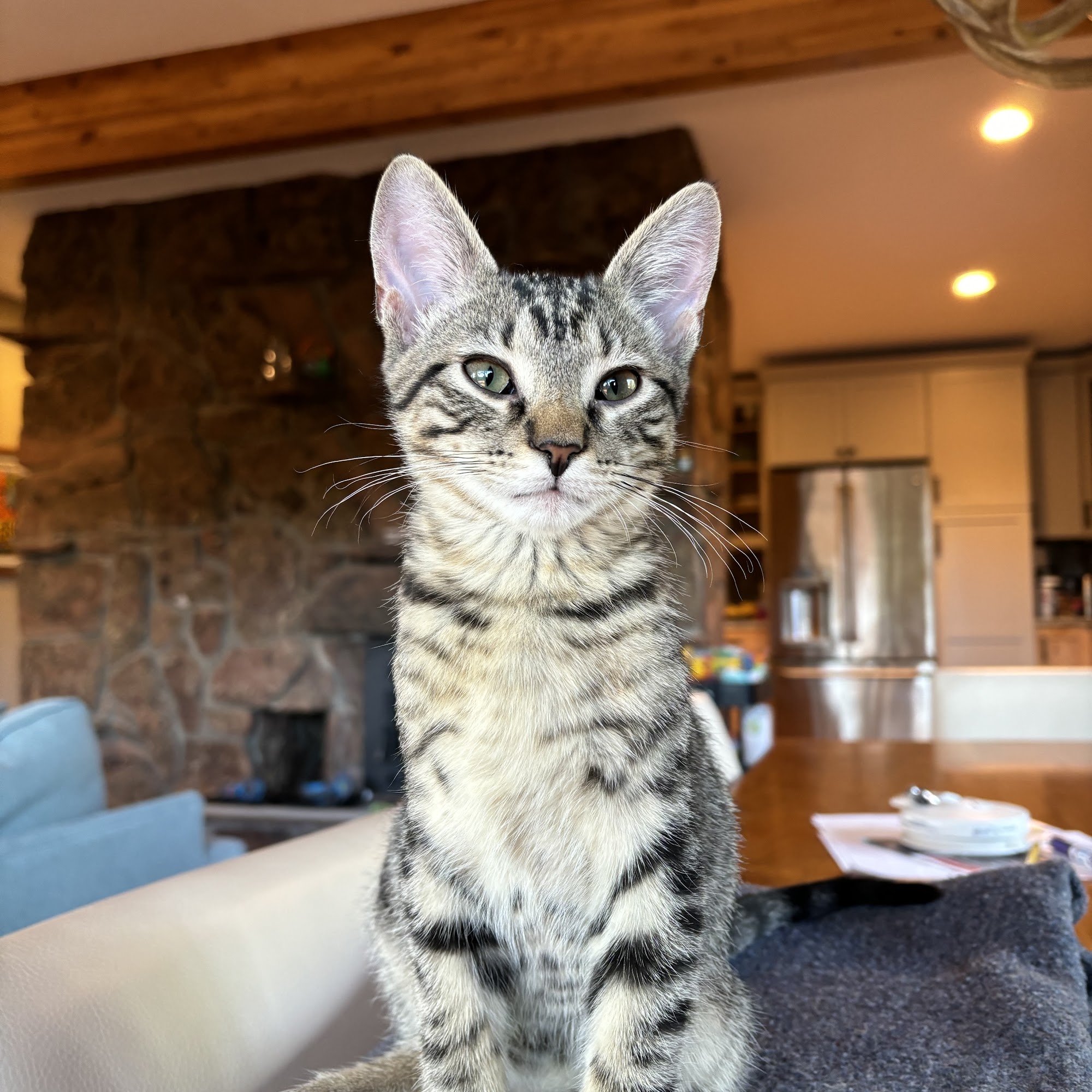 Lookout Mountain Animal Hospital Golden