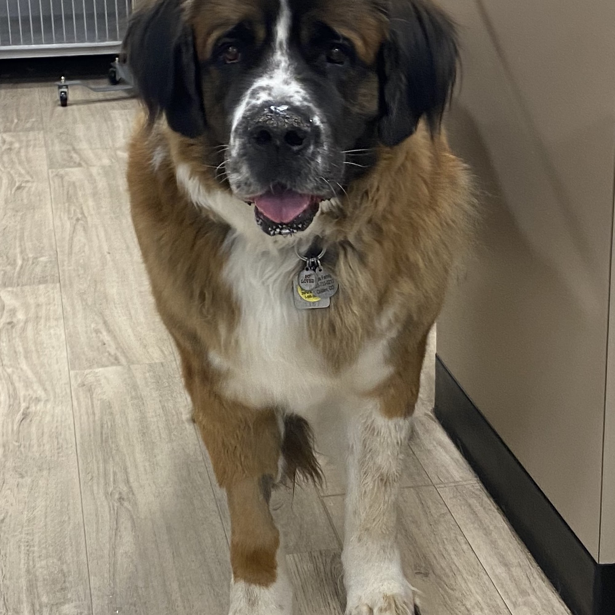 Golden Paws Animal Hospital Golden