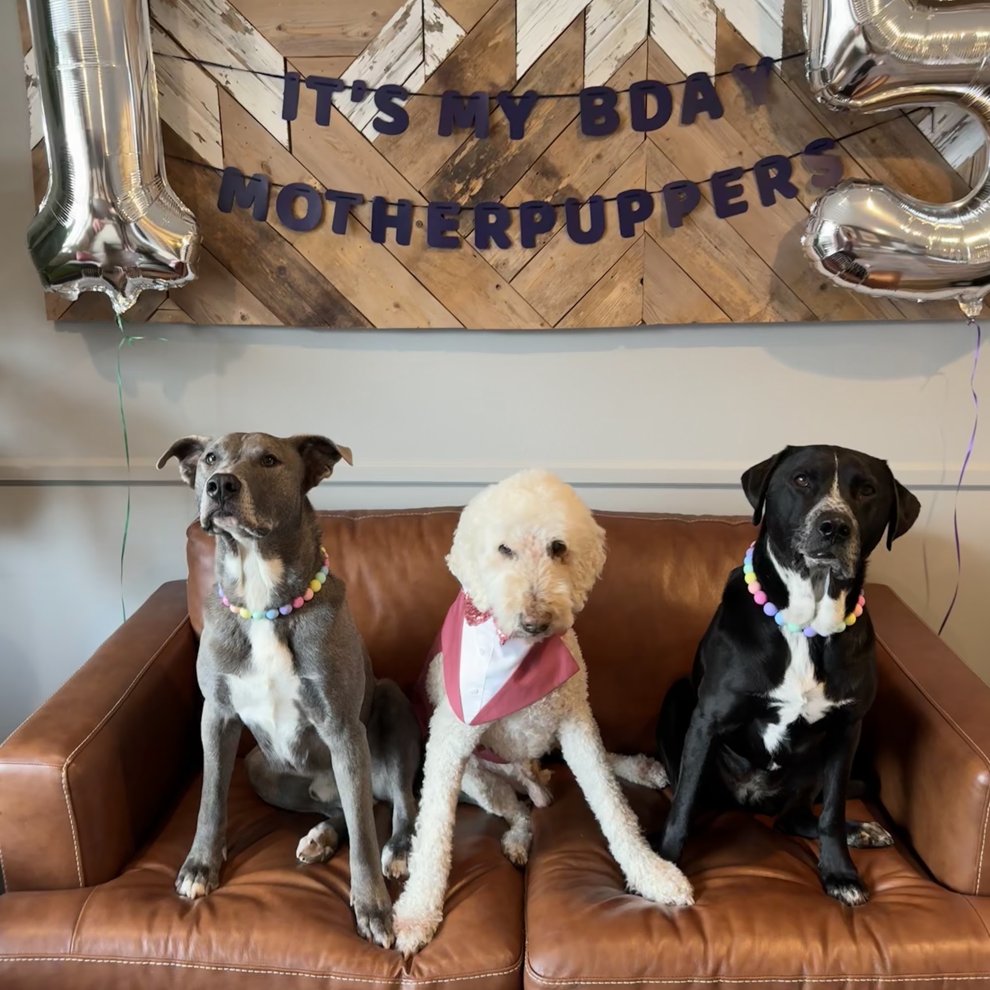 Aspen Ridge Animal Hospital Golden