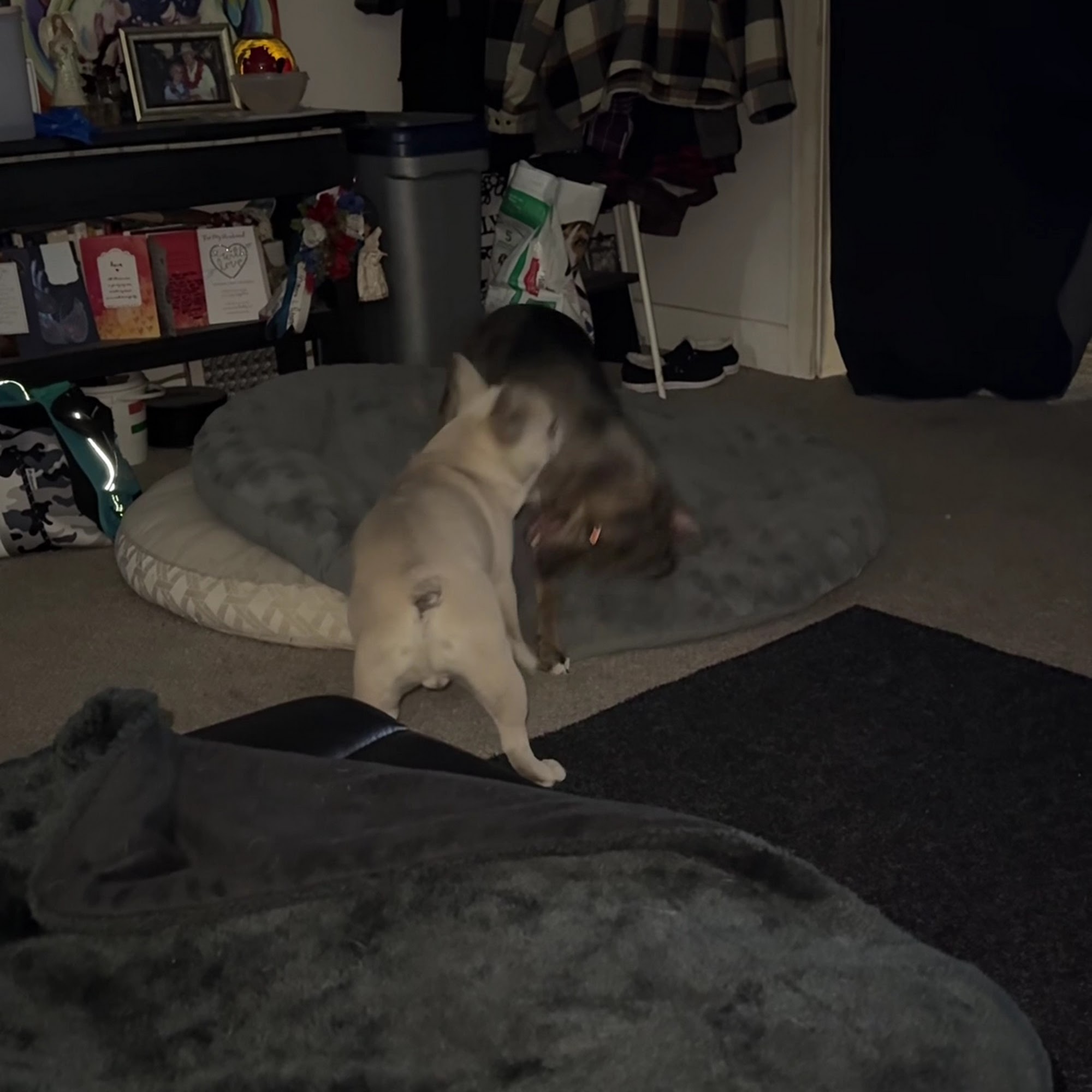 Green Mountain Animal Hospital Golden