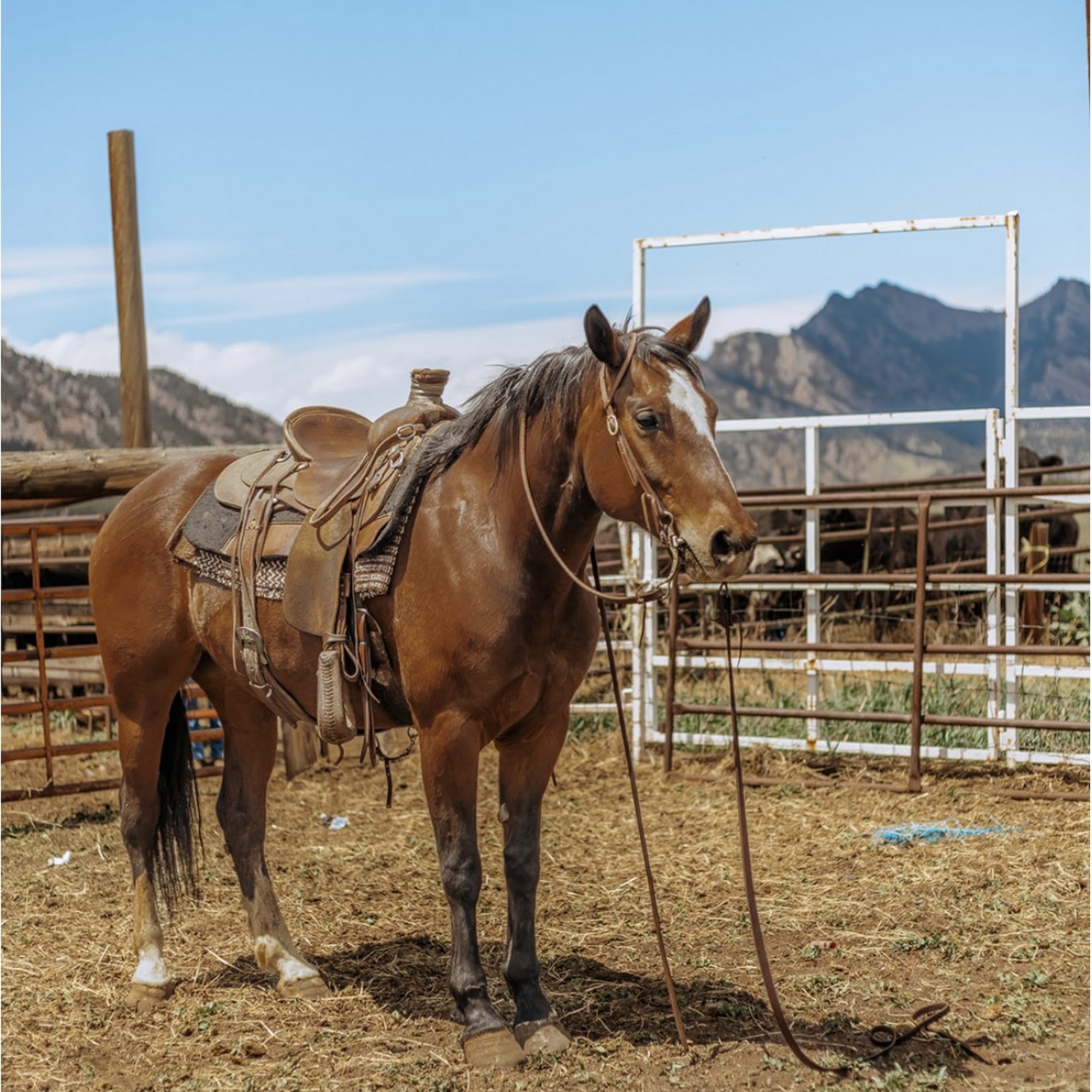 JL&B Feed Store Golden