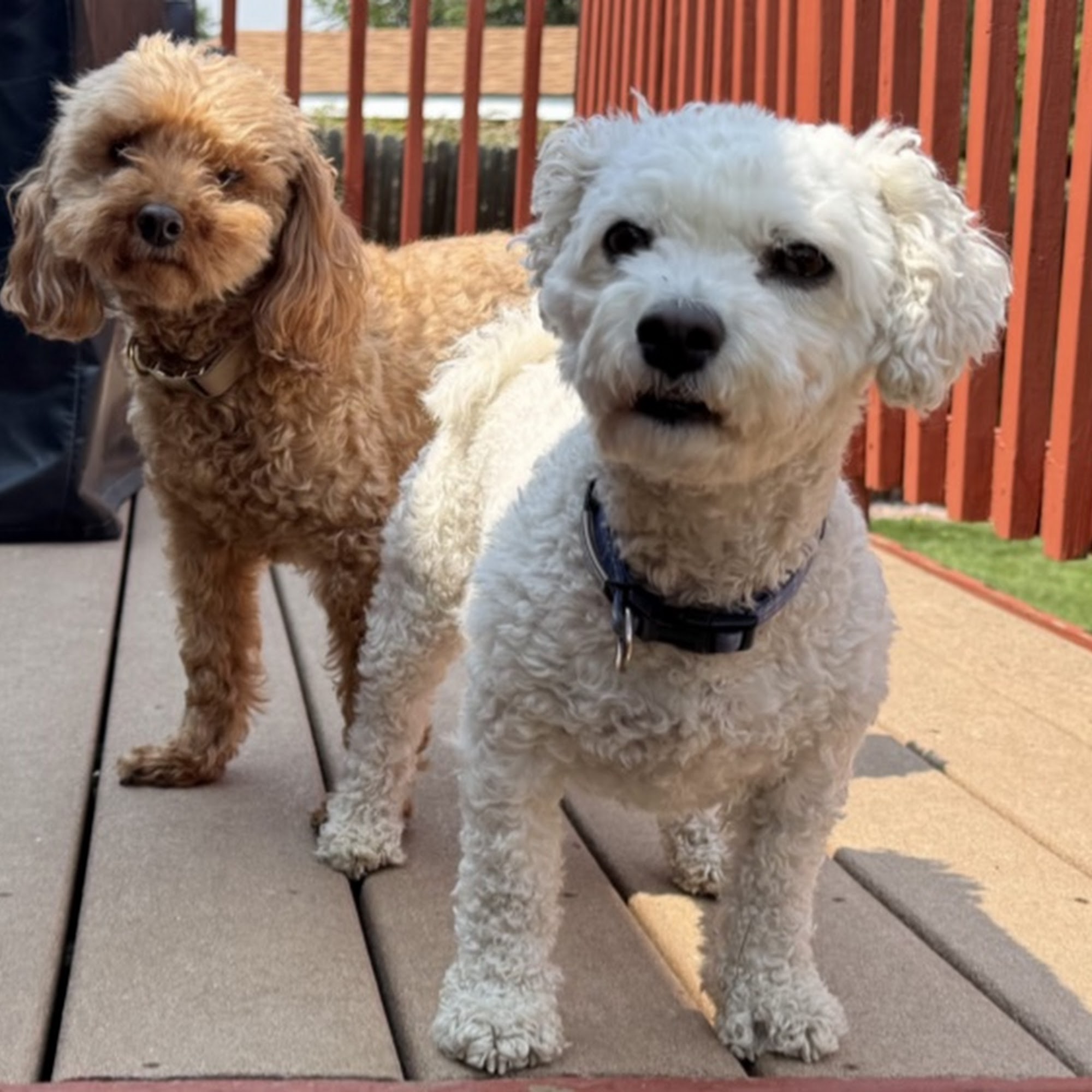 Bow Wow Boutique Golden