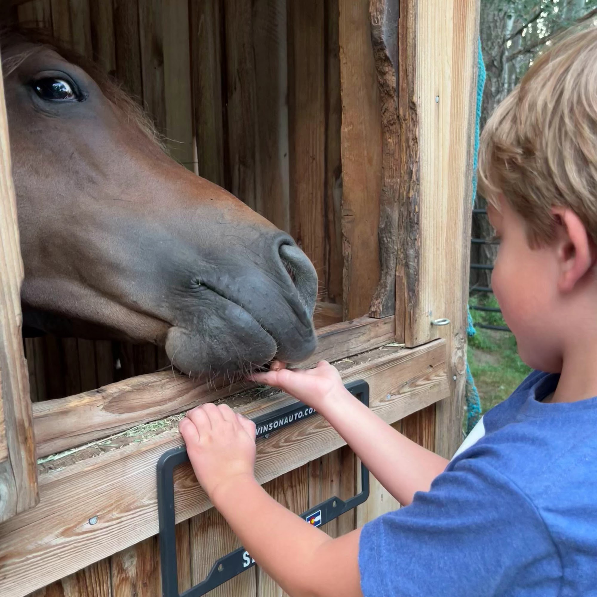 The Horse Protection League Golden