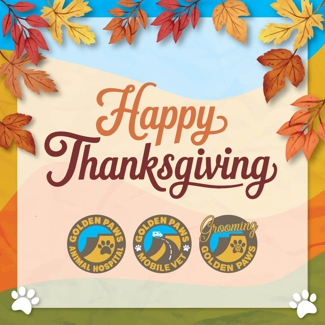 Grooming @ Golden Paws Golden