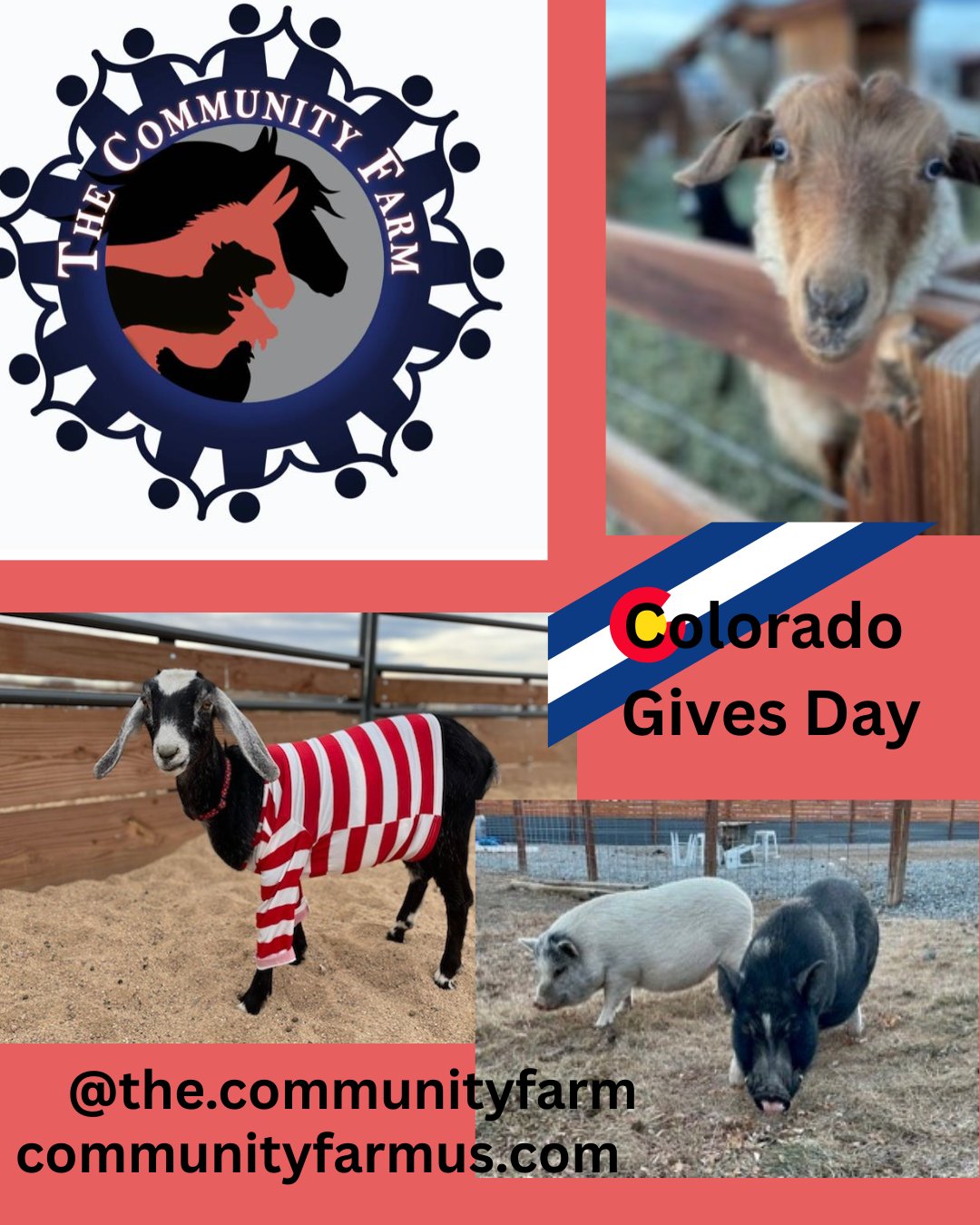 Early Dog Coffee Golden