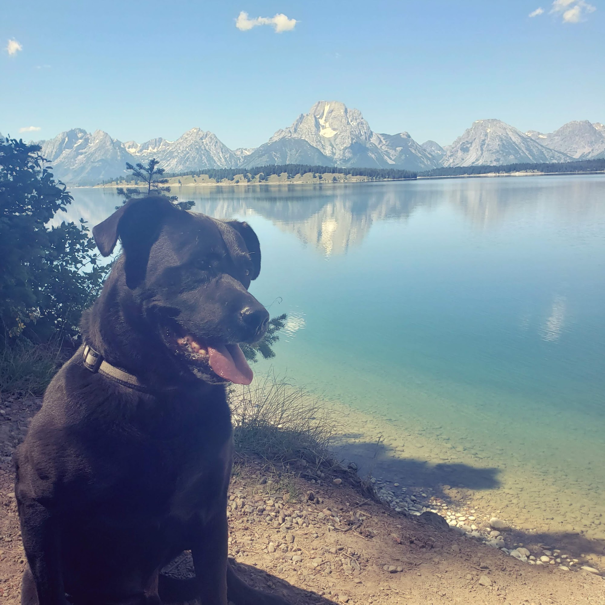 Grand County Animal Control Granby