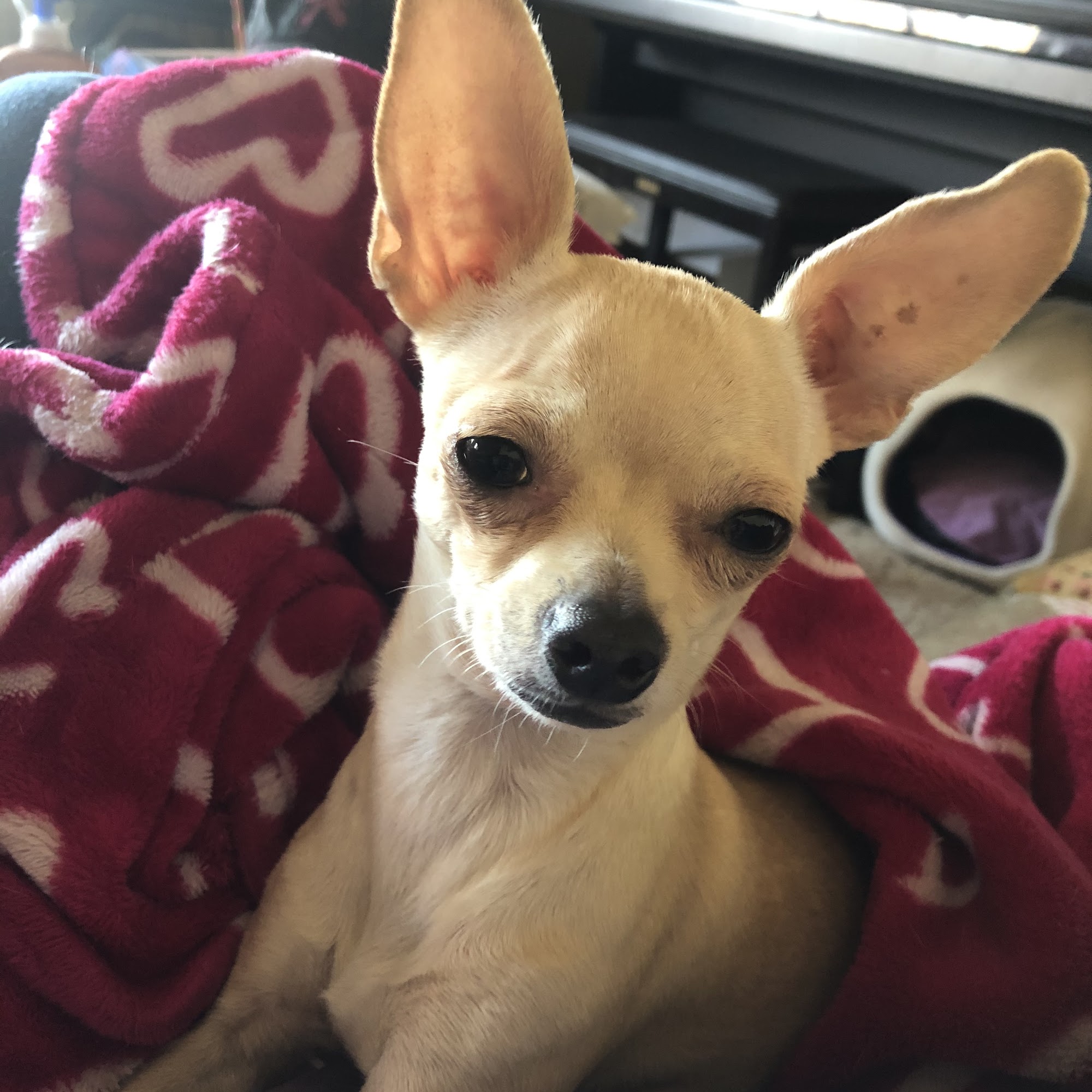 All Pets Center Grand Junction