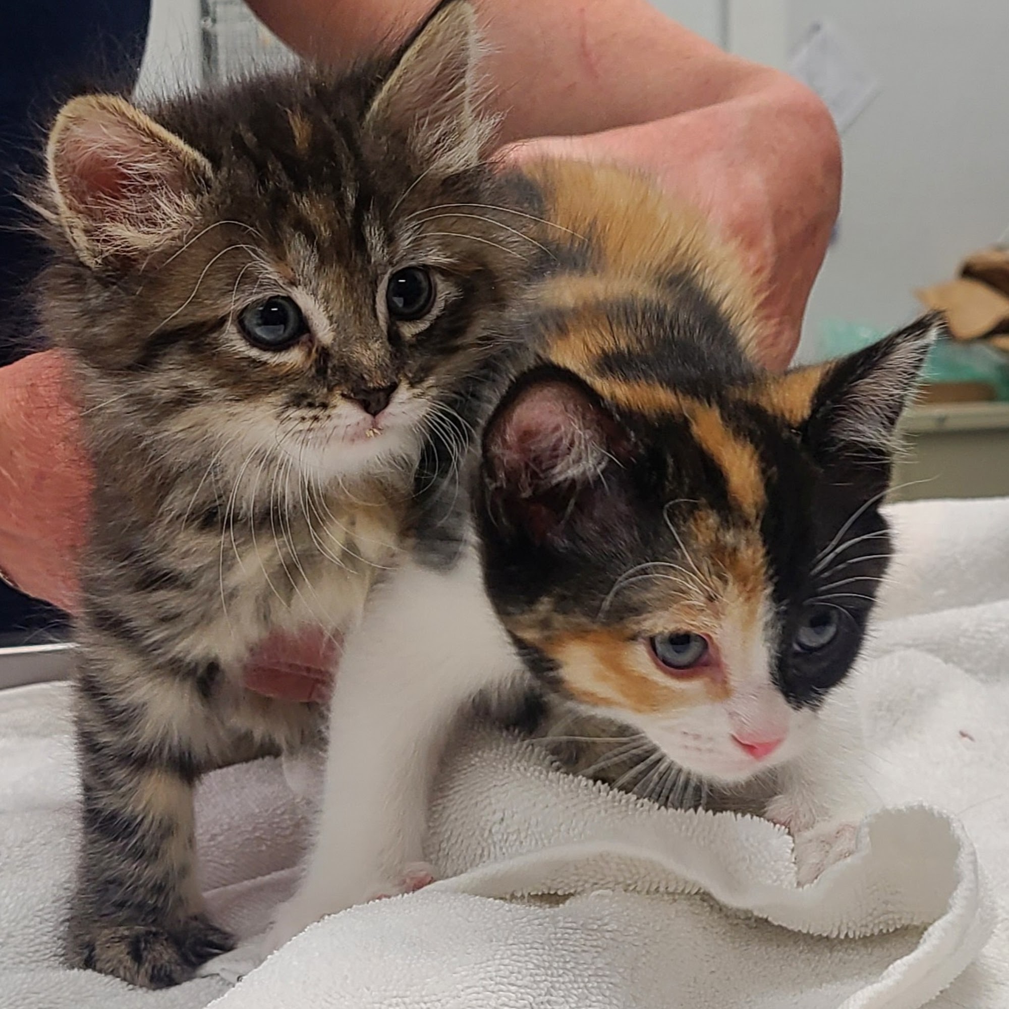 Orchard Mesa Veterinary Hospital Grand Junction