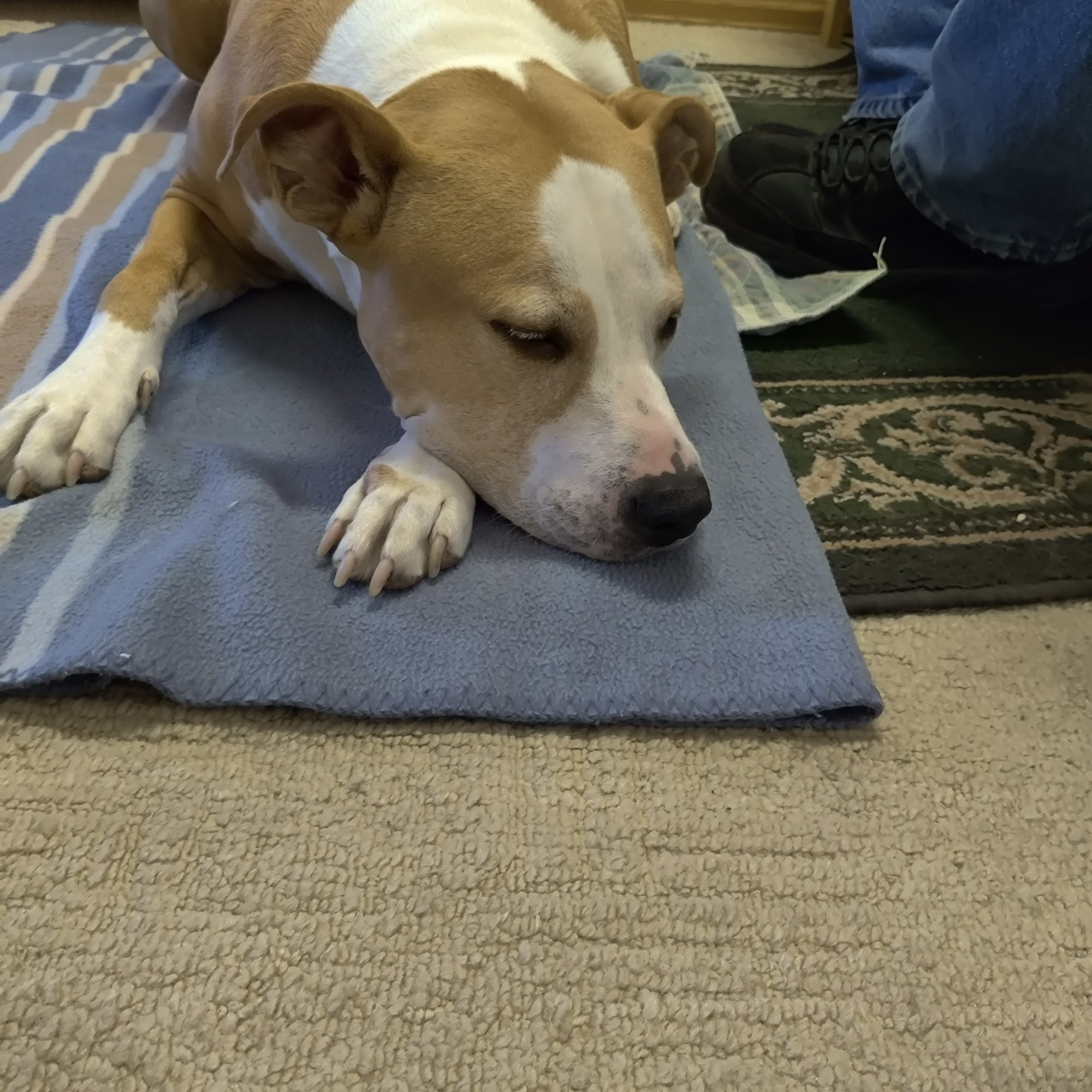 Cottonwood Veterinary Hospital Grand Junction