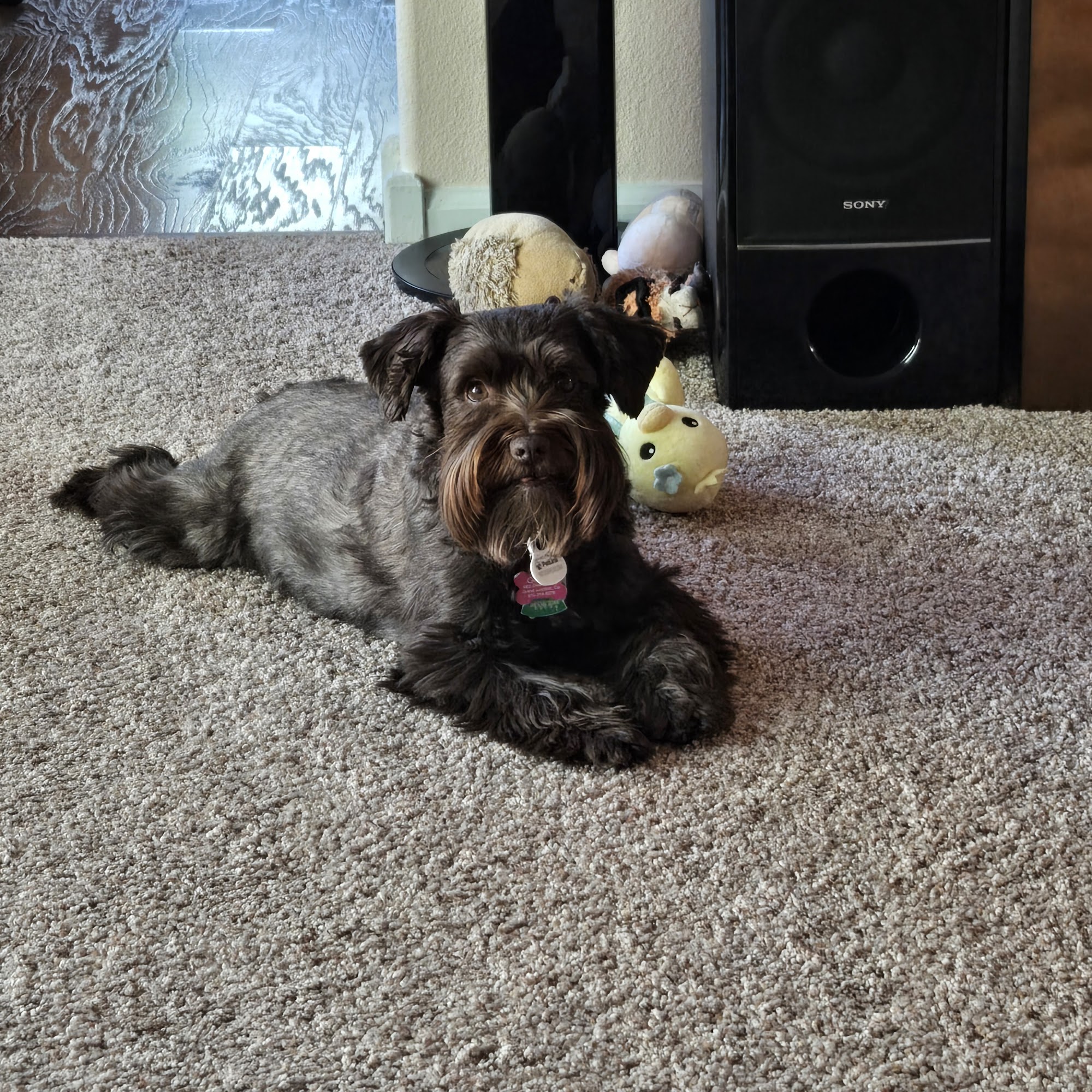 Canyon Country Animal Hospital Grand Junction