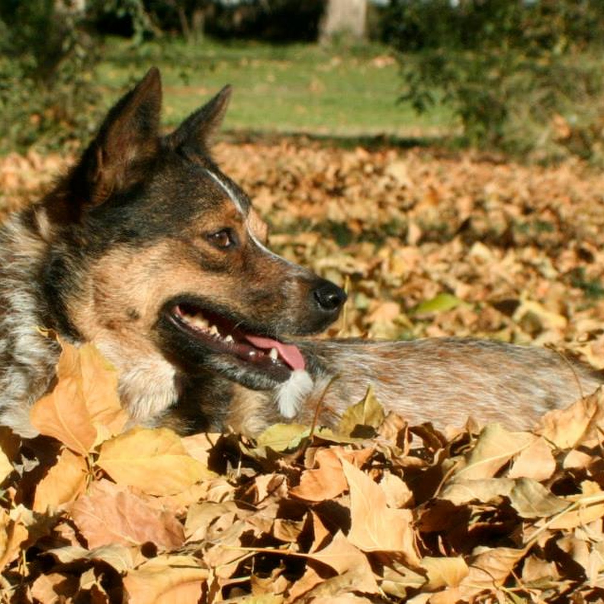 Jean A. Fromm, DVM P.C. Grand Junction