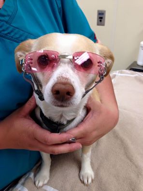 Jean A. Fromm, DVM P.C. Grand Junction