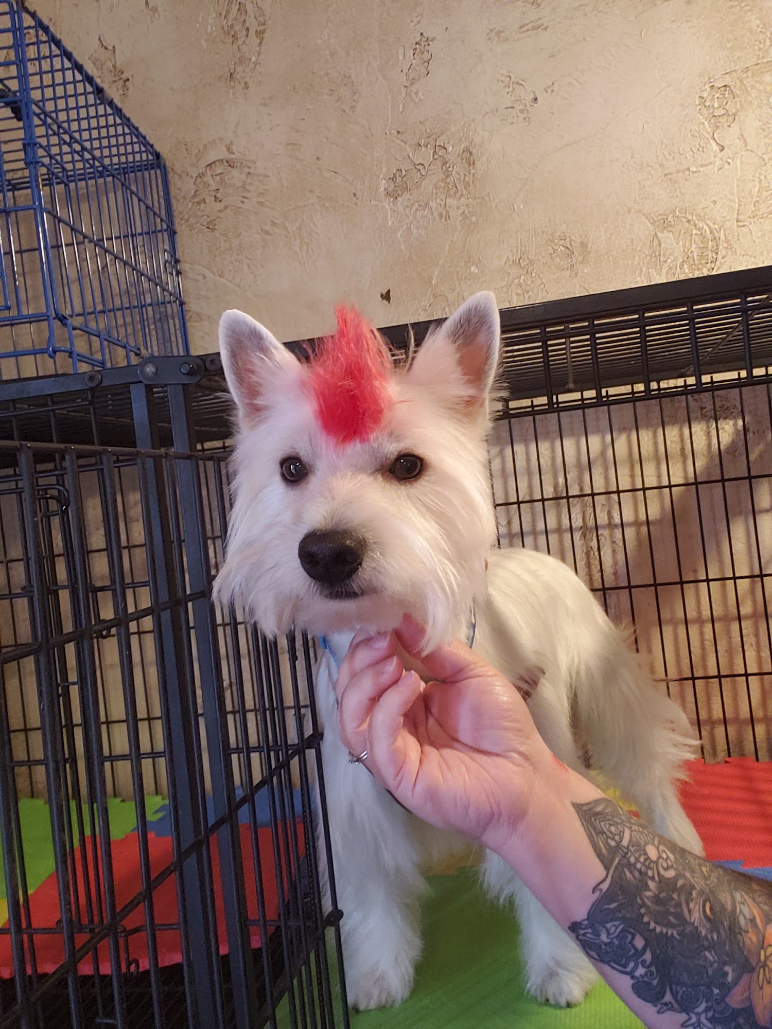 Charlie's Grooming Grand Junction