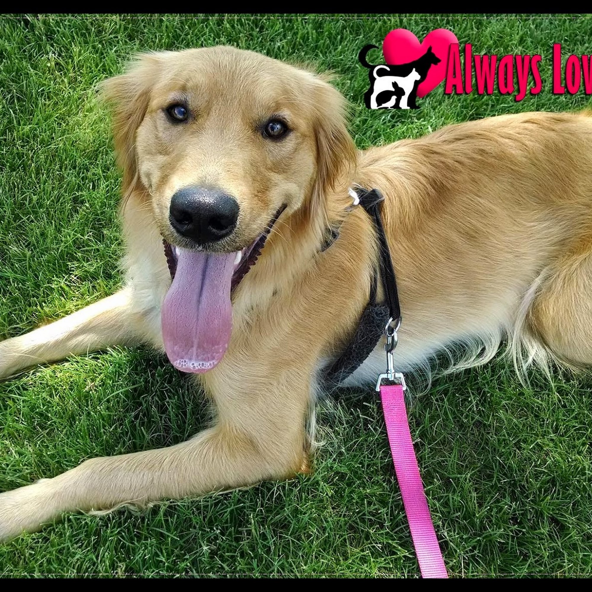 Always Loving Pet Care Grand Junction