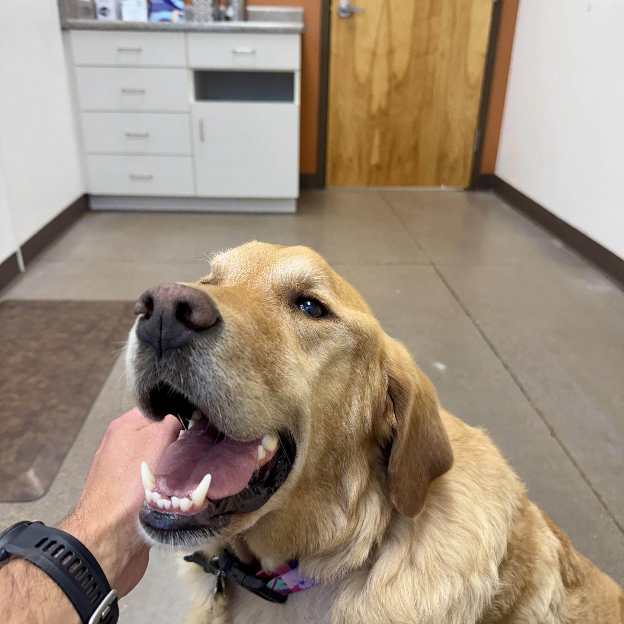 Sky Canyon Veterinary Hospital Grand Junction